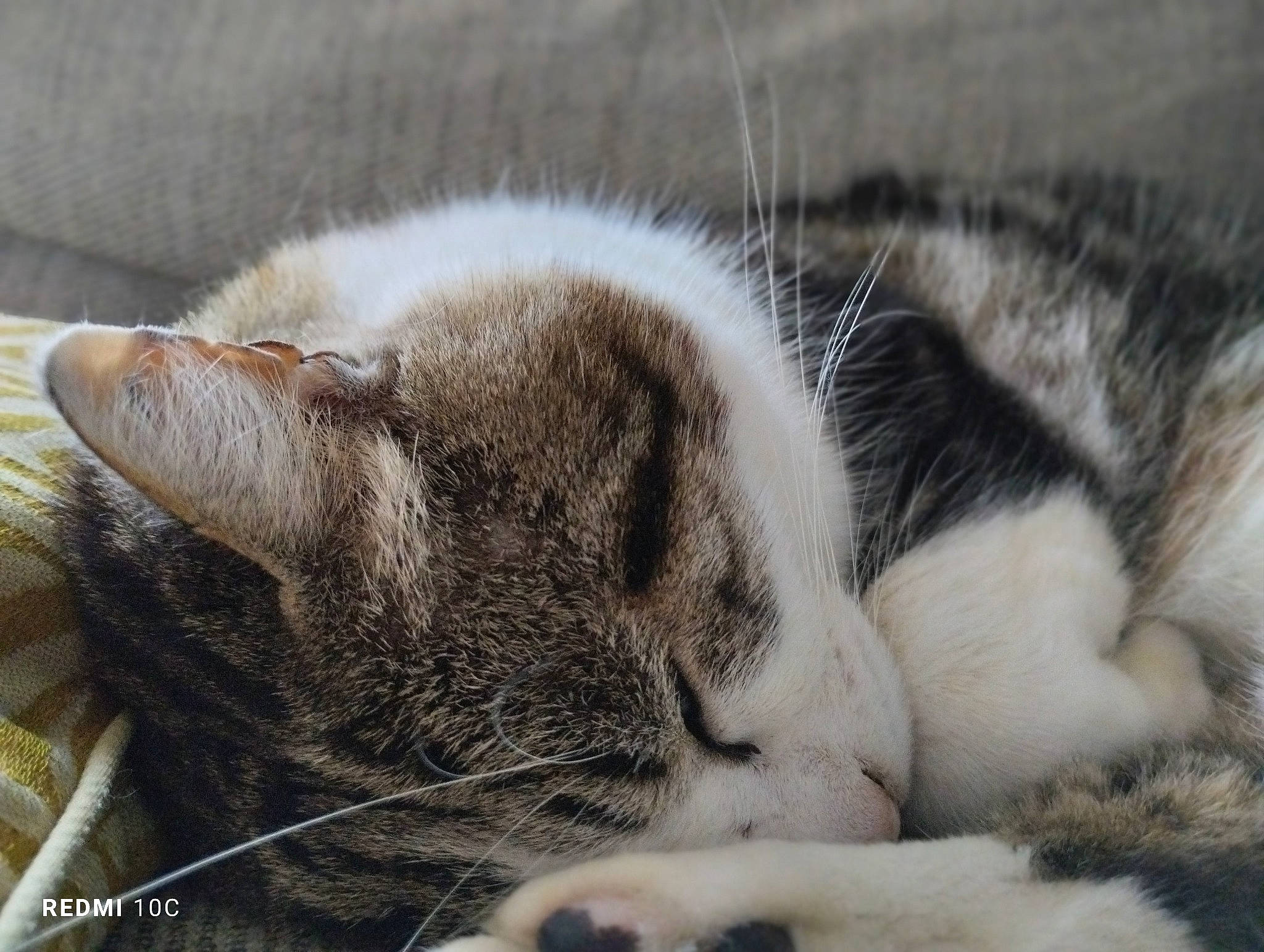 Maurice a rejoint le concours — aidez-le/la à gagner de superbes lots ! carnivore, cat, comfort, domestic_short_haired_cat, felidae, fur, nap, paw, sleep, small_to_medium_sized_cats, terrestrial_animal, whiskers