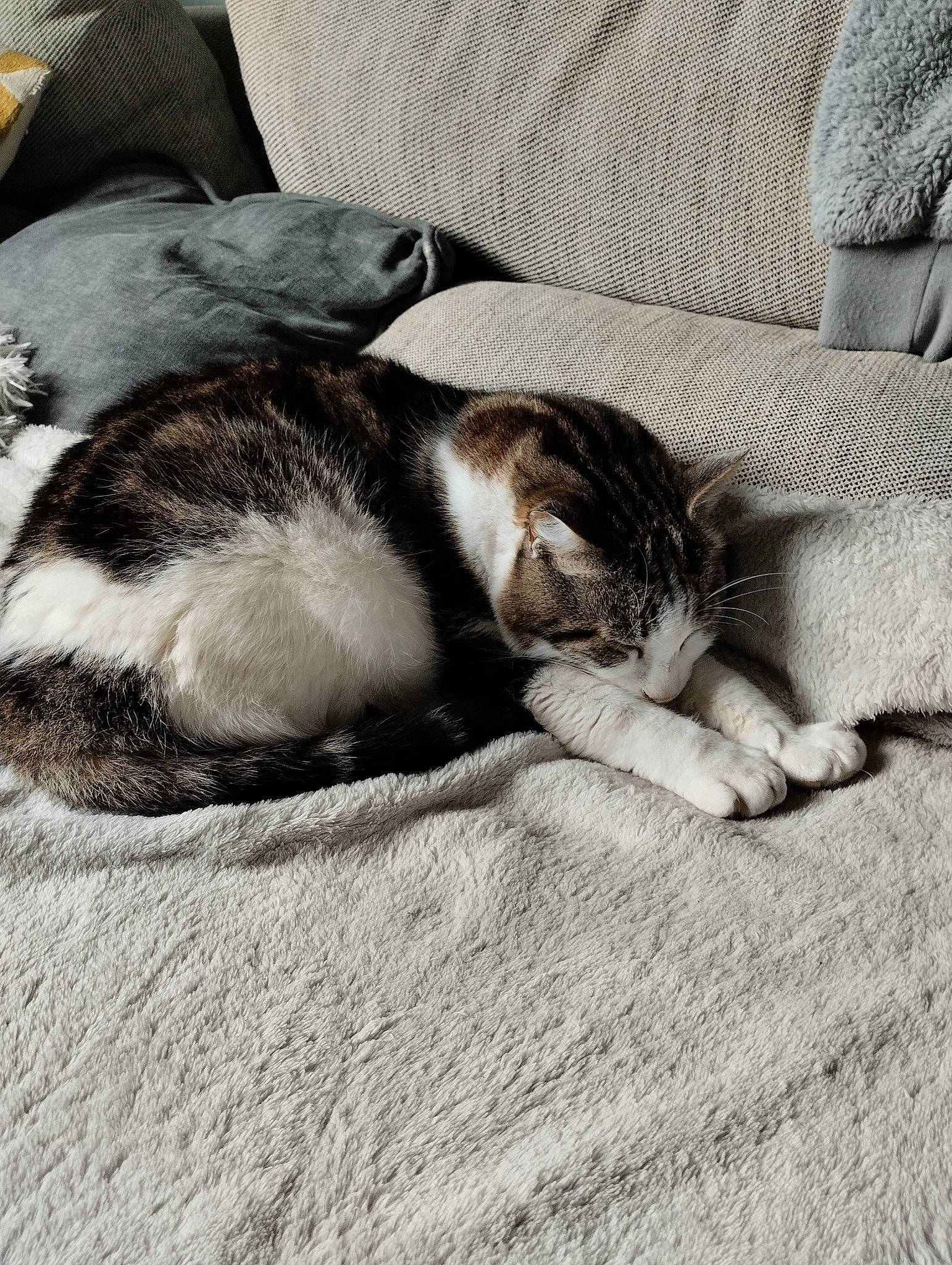 Maurice a rejoint le concours — aidez-le/la à gagner de superbes lots ! bedding, canidae, carnivore, cat, comfort, dog_breed, domestic_short_haired_cat, felidae, flooring, fur, grey, linens, monochrome, nap, paw, small_to_medium_sized_cats, sporting_group, tail, whiskers, wood