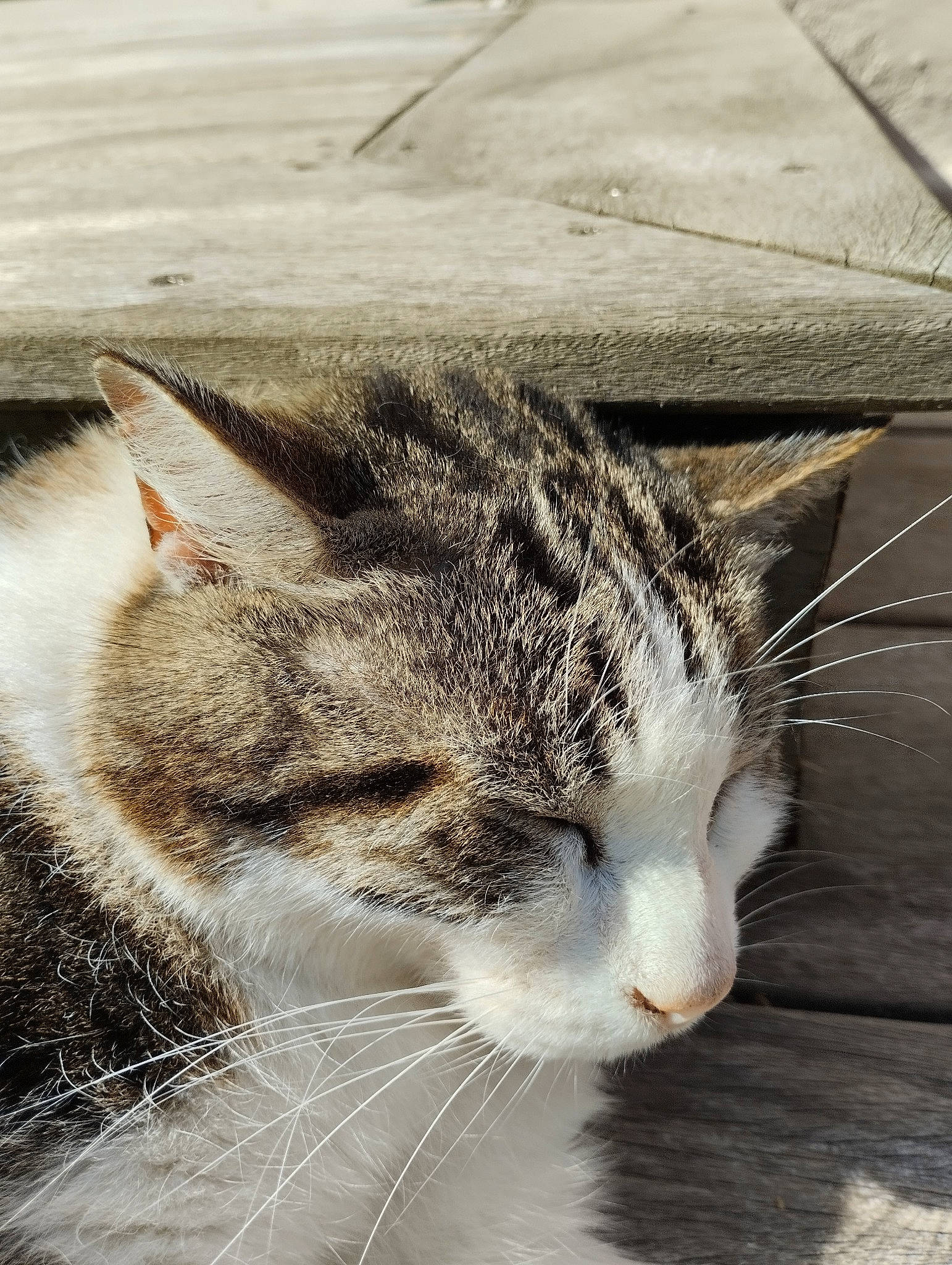 Maurice participe au concours pour gagner de l'argent avec cette photo : carnivore, cat, domestic_short_haired_cat, felidae, fur, grass, paw, small_to_medium_sized_cats, tail, terrestrial_animal, whiskers, wildlife, winter, wood