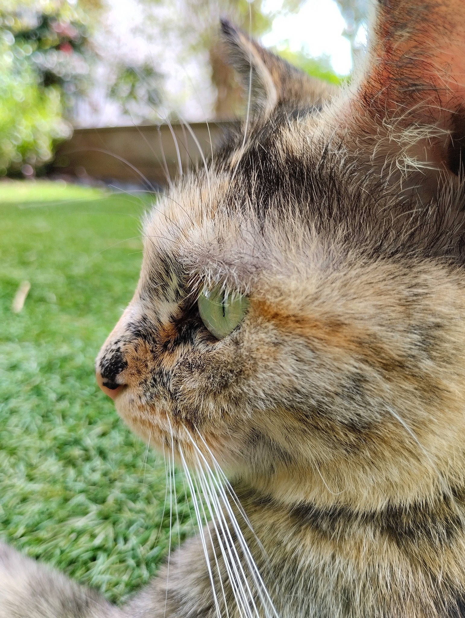 Colette participe au concours pour gagner de l'argent avec cette photo : carnivore, cat, claw, close_up, domestic_short_haired_cat, eye, felidae, fur, grass, mammal, paw, plant, small_to_medium_sized_cats, snout, tail, terrestrial_animal, whiskers, wildlife