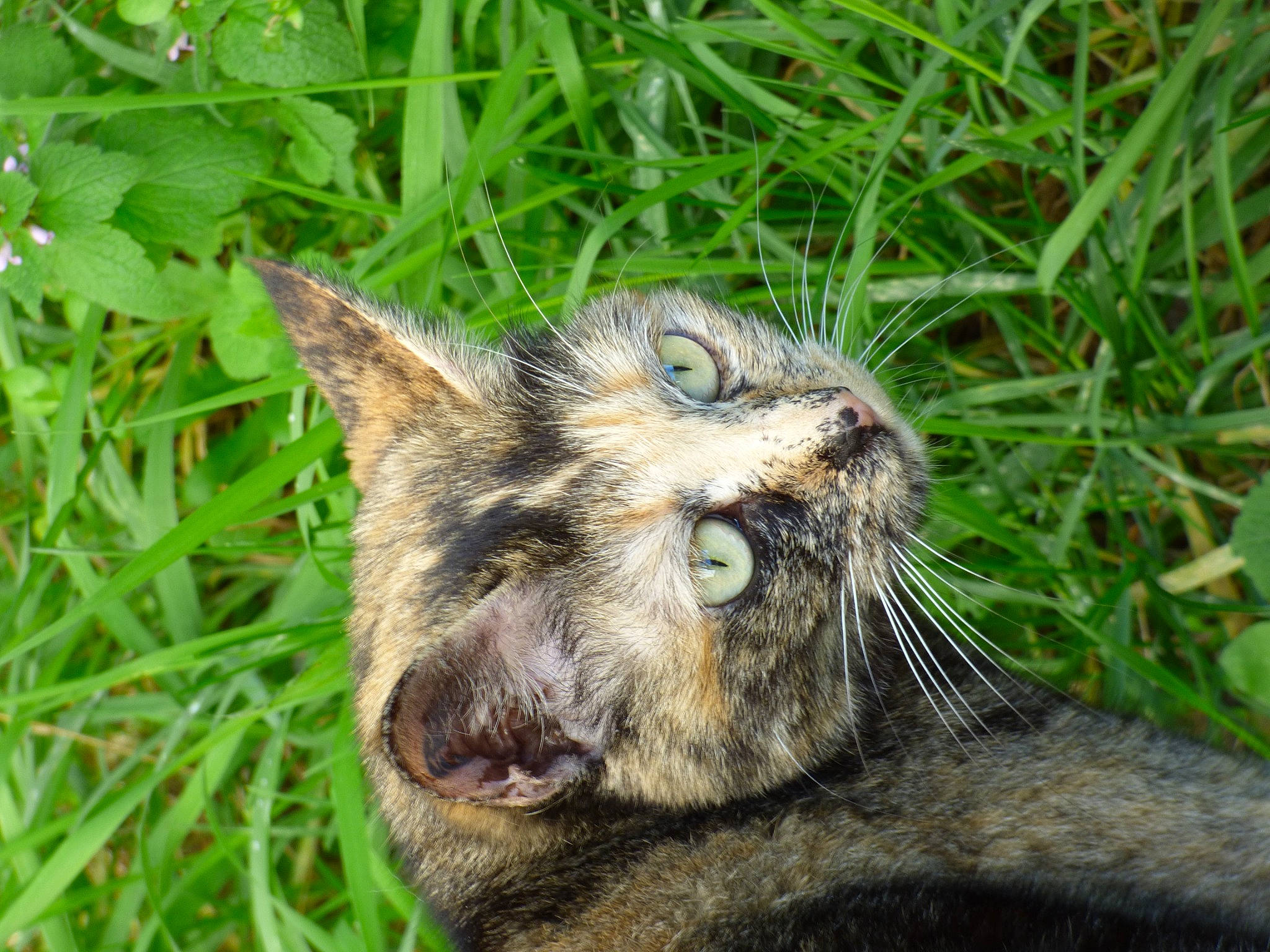 Colette a rejoint le concours — aidez-le/la à gagner de superbes lots ! carnivore, cat, claw, domestic_short_haired_cat, eye, fang, felidae, fur, grass, groundcover, lynx, plant, small_to_medium_sized_cats, snout, tail, terrestrial_animal, whiskers, wildlife