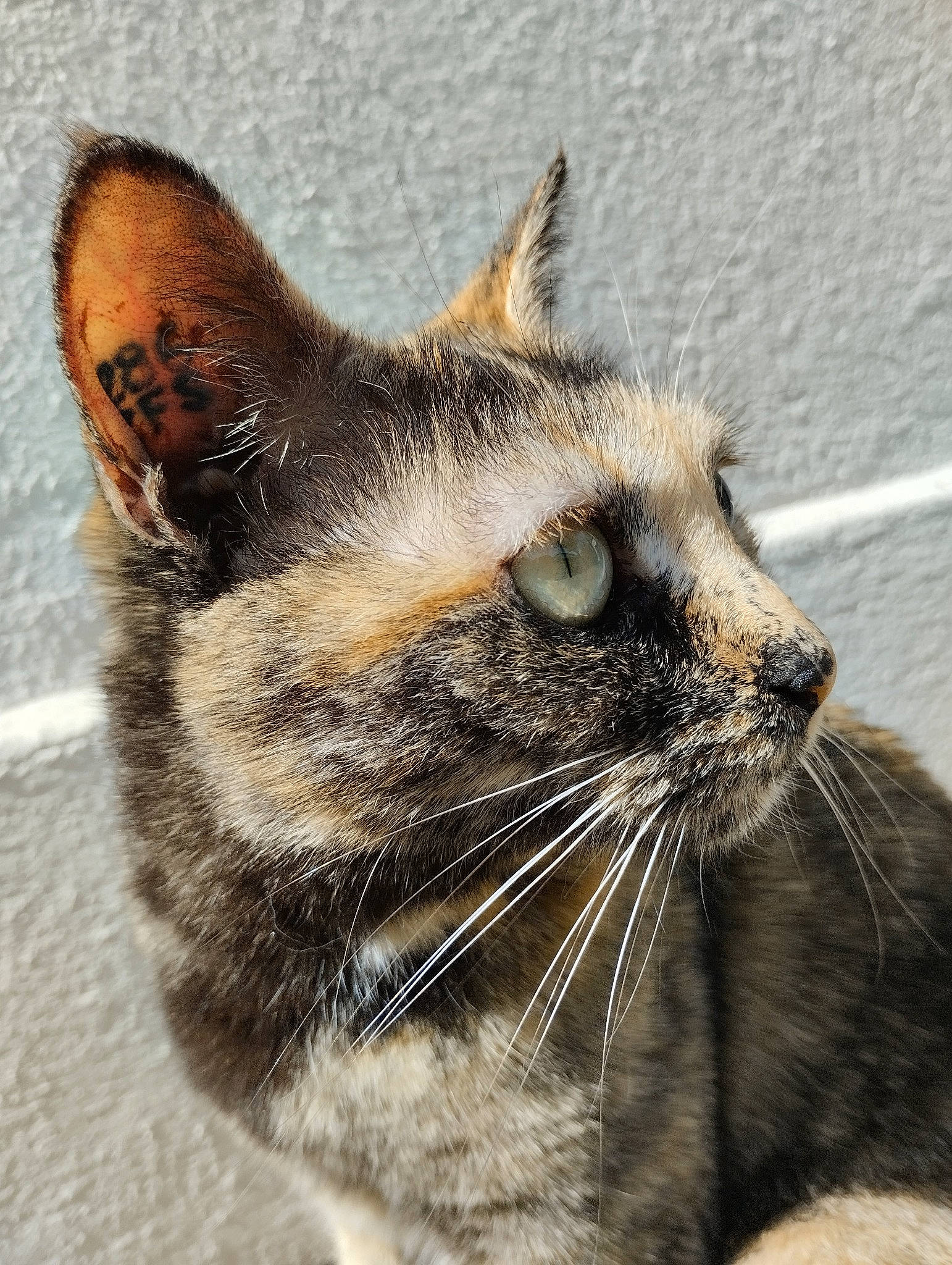 Colette a rejoint le concours — aidez-le/la à gagner de superbes lots ! carnivore, cat, domestic_short_haired_cat, eye, felidae, fur, paw, small_to_medium_sized_cats, snout, tail, terrestrial_animal, whiskers, window