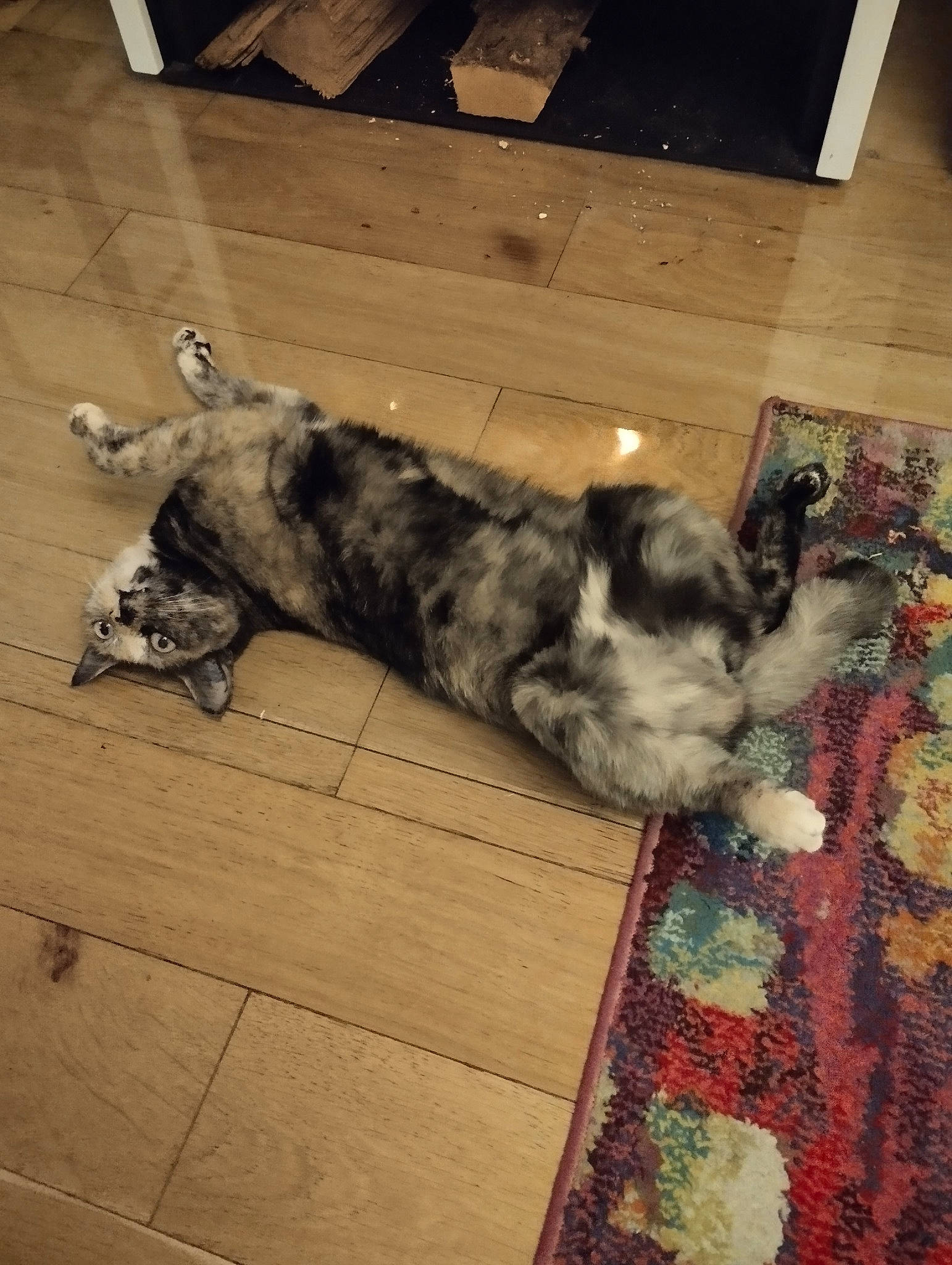 Colette participe au concours pour gagner de l'argent avec cette photo : carnivore, comfort, companion_dog, dog, dog_breed, fawn, felidae, floor, flooring, fur, hardwood, paw, schnauzer, small_to_medium_sized_cats, snout, sporting_group, tail, whiskers, wood, working_animal