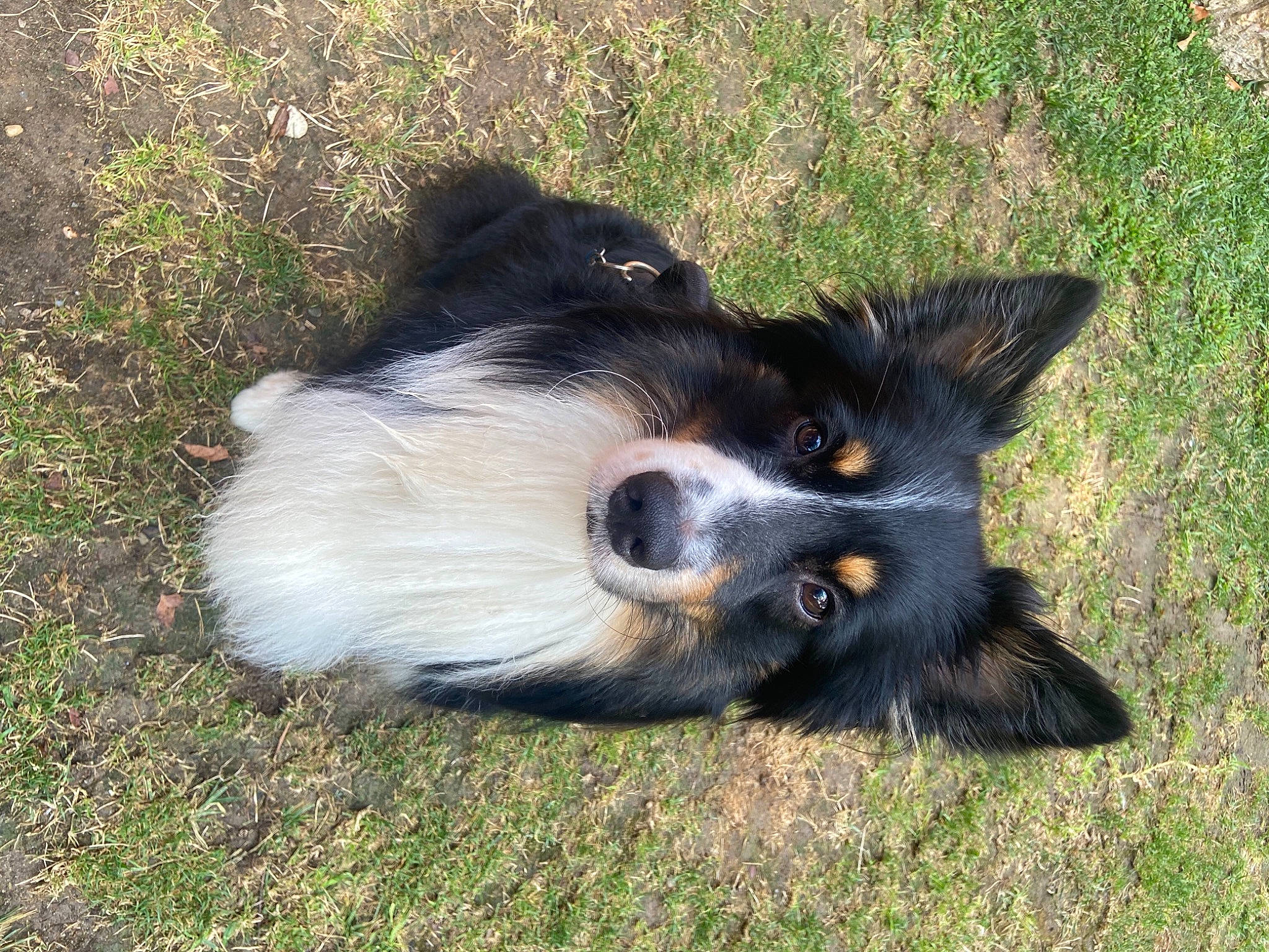 Pago a rejoint le concours — aidez-le/la à gagner de superbes lots ! border_collie, canidae, carnivore, companion_dog, dog, dog_breed, fur, grass, herding_dog, non_sporting_group, snout, sporting_group, terrestrial_animal, whiskers, working_animal, working_dog