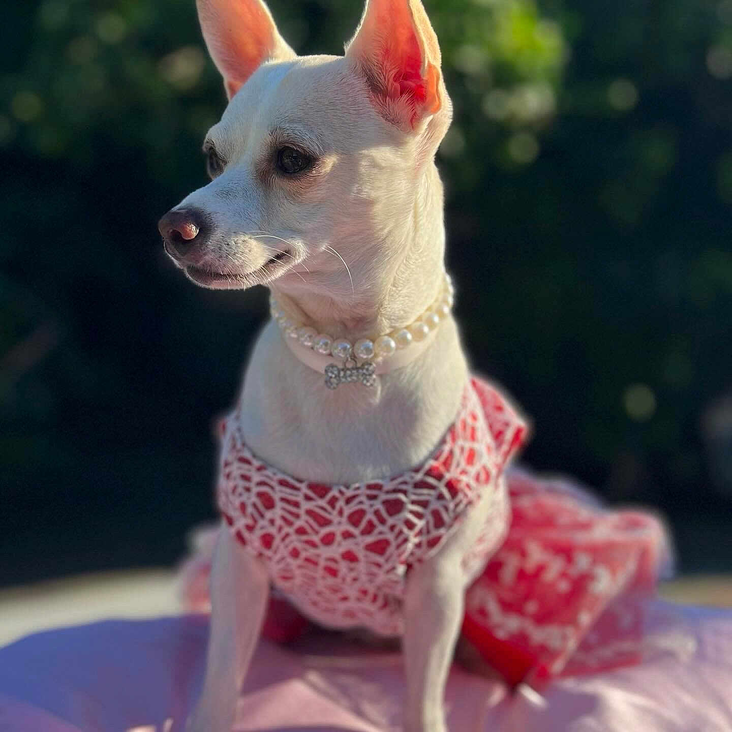 Britney is registered to the contest to win money with this photo: accessories, animal, canine, chihuahua, cushion, dog, eskimodog, fitness, flower, homedecor, jewelry, lady, leash, necklace, person, pet, plant, puppy, sport, whitedog