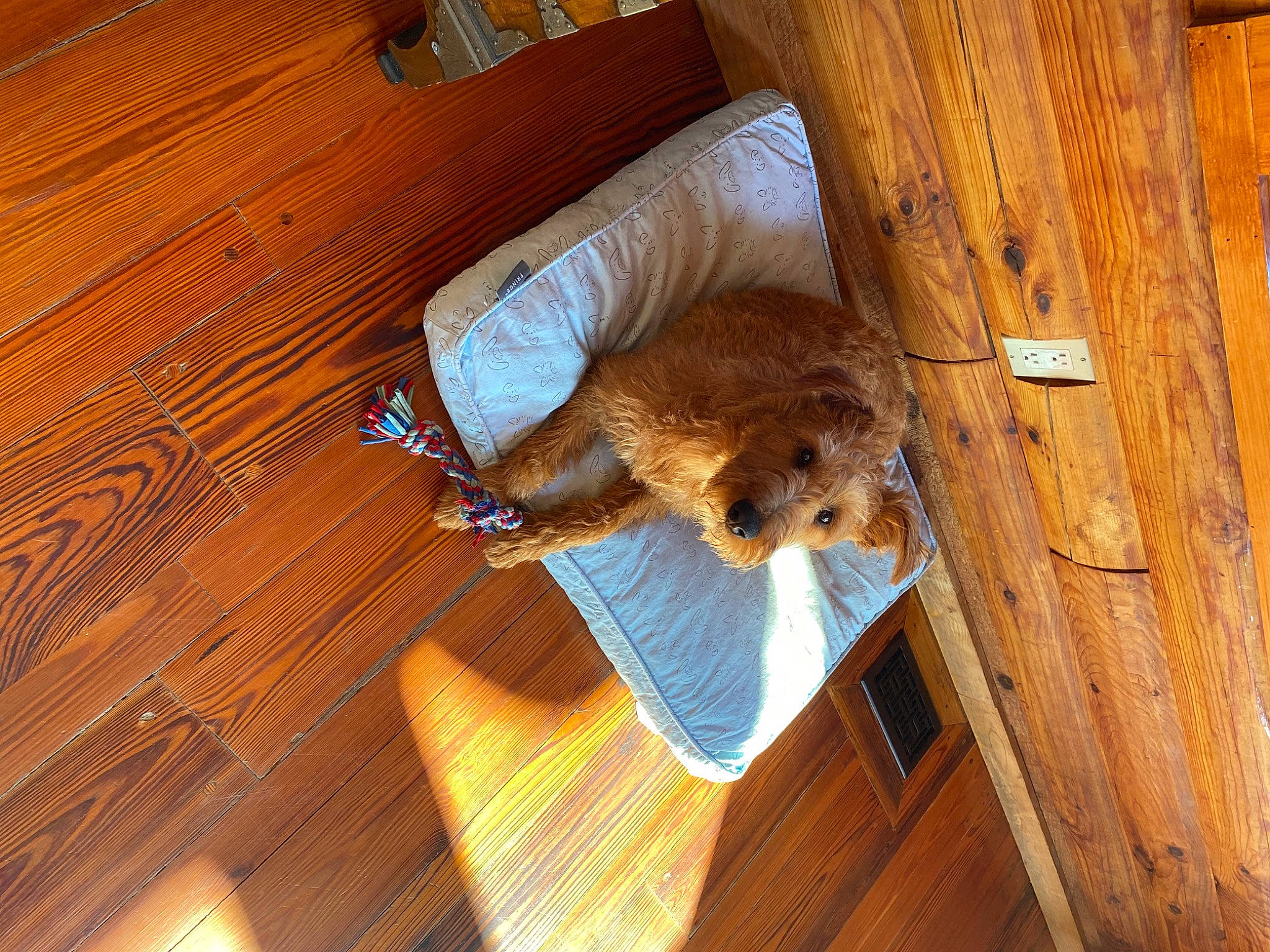 Brody is registered to the contest to win money with this photo: canidae, carnivore, dog_breed, fawn, floor, flooring, hardwood, laminate_flooring, plywood, room, sporting_group, wood, wood_flooring, wood_stain