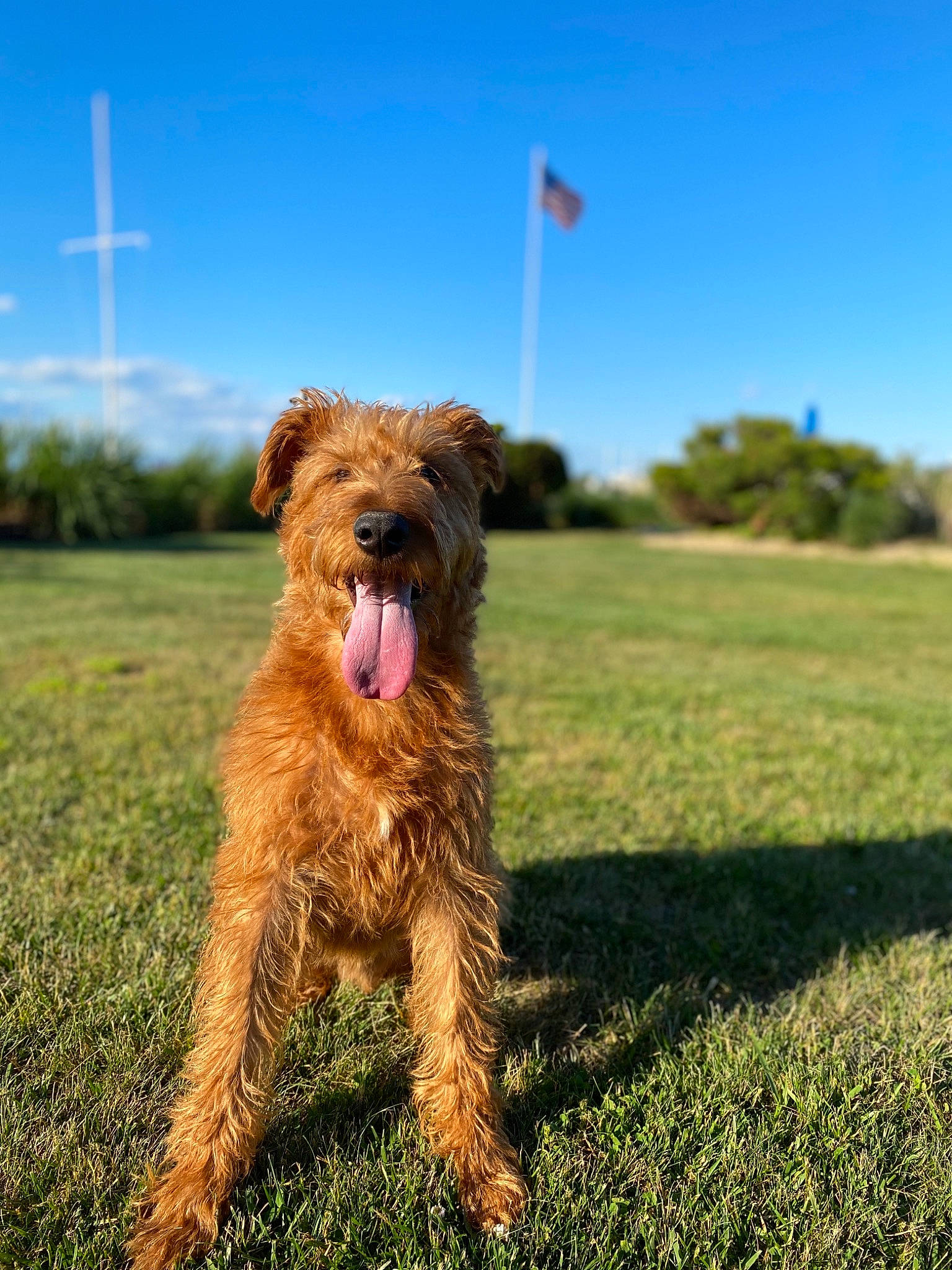 Brody joined the competition — help win amazing prizes! airedale_terrier, briard, canidae, carnivore, companion_dog, dog, dog_breed, dutch_smoushond, grass, irish_soft_coated_wheaten_terrier, irish_terrier, lakeland_terrier, mammal, poodle_crossbreed, rare_breed_dog, sporting_group, terrier, welsh_terrier