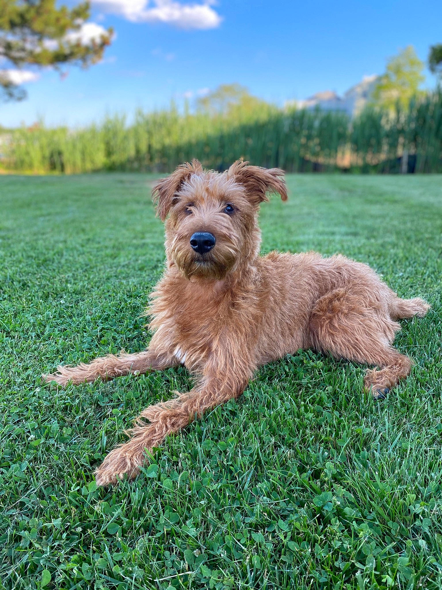 Brody is registered to the contest to win money with this photo: canidae, carnivore, companion_dog, dog, dog_breed, dutch_smoushond, glen_of_imaal_terrier, grass, irish_terrier, lakeland_terrier, mammal, norfolk_terrier, poodle_crossbreed, rare_breed_dog, sporting_group, sporting_lucas_terrier, terrier, vertebrate, welsh_terrier