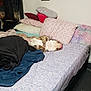 Haus is registered to the contest to win money with this photo: dog, bed, pillow, blanket, sleeping, indoor, fur, relaxation, cozy, home, rest, comfort, animal, canine, pet, fabric, wall, floor, decor, furniture