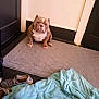 Haus joined the competition — help win amazing prizes! dog, indoor, rug, blanket, shoes, floor, door, corner, brown_dog, white_markings, pet, home, cozy, carpet, resting, animal, household, furniture, casual, relaxed
