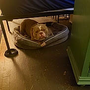 Haus is registered to the contest to win money with this photo: bulldog, dog, pet_bed, floor, wooden_floor, furniture, indoor, brown_dog, resting, looking_at_camera, cozy, home, domestic, animal, canine, relaxed, curious, shadow, blue_fabric, gray_bed