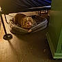 bulldog, dog, pet_bed, floor, wooden_floor, furniture, indoor, brown_dog, resting, looking_at_camera, cozy, home, domestic, animal, canine, relaxed, curious, shadow, blue_fabric, gray_bed