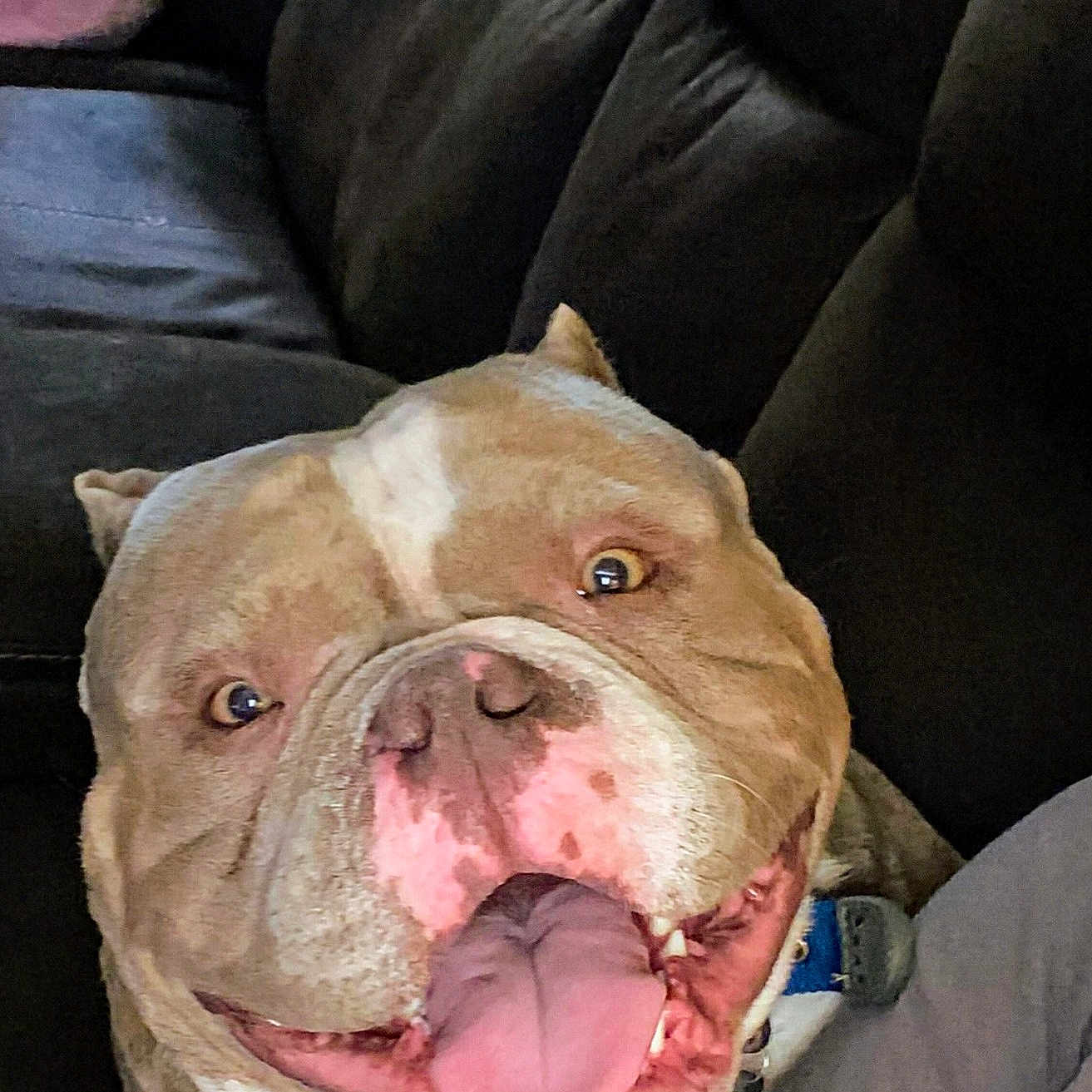 Haus joined the competition — help win amazing prizes! animal, brown, bulldog, canine, closeup, collar, companion, couch, dog, domestic_animal, face, fur, happy, indoor, pet, portrait, resting, smiling, tongue_out, white