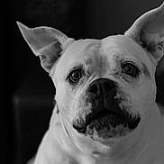 Neige a rejoint le concours — aidez-le/la à gagner de superbes lots ! dog, black_and_white, portrait, close_up, pet, canine, ears, animal, face, looking_at_camera, expression, whiskers, snout, fur, indoors, monochrome, background_blur, companion, domestic_animal, cute