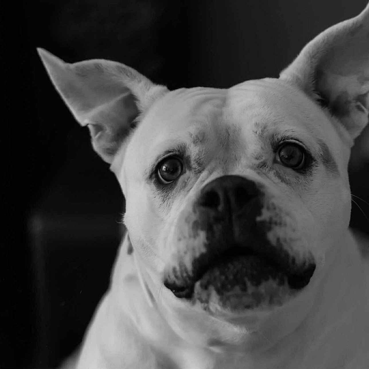 Neige a rejoint le concours — aidez-le/la à gagner de superbes lots ! animal, background_blur, black_and_white, canine, close_up, companion, cute, dog, domestic_animal, ears, expression, face, fur, indoors, looking_at_camera, monochrome, pet, portrait, snout, whiskers