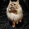black_background, bow_tie, cat, celebration, cute, feline, festive, fluffy, glitter, gold, groomed, holiday, looking_up, new_year, pet, portrait, soft_fur, starburst, text_overlay, wide_eyes