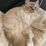 Yoshi a rejoint le concours — aidez-le/la à gagner de superbes lots ! cat, fluffy, blue_eyes, cream_color, blanket, soft_texture, pet, relaxed, indoor, fur, tail, whiskers, paws, cozy, resting, cute, animal, domestic_cat, feline, peaceful