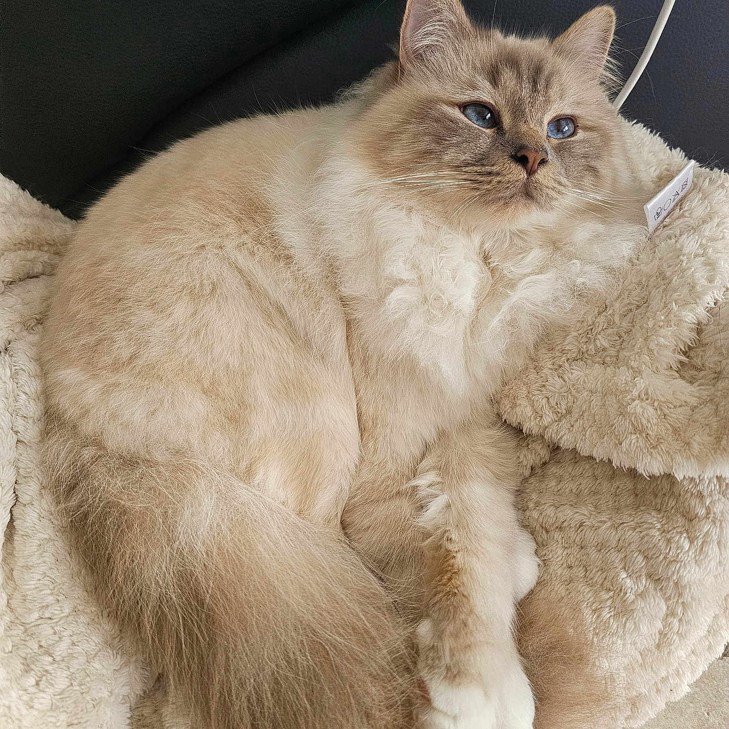 Yoshi a rejoint le concours — aidez-le/la à gagner de superbes lots ! cat, fluffy, blue_eyes, cream_color, blanket, soft_texture, pet, relaxed, indoor, fur, tail, whiskers, paws, cozy, resting, cute, animal, domestic_cat, feline, peaceful