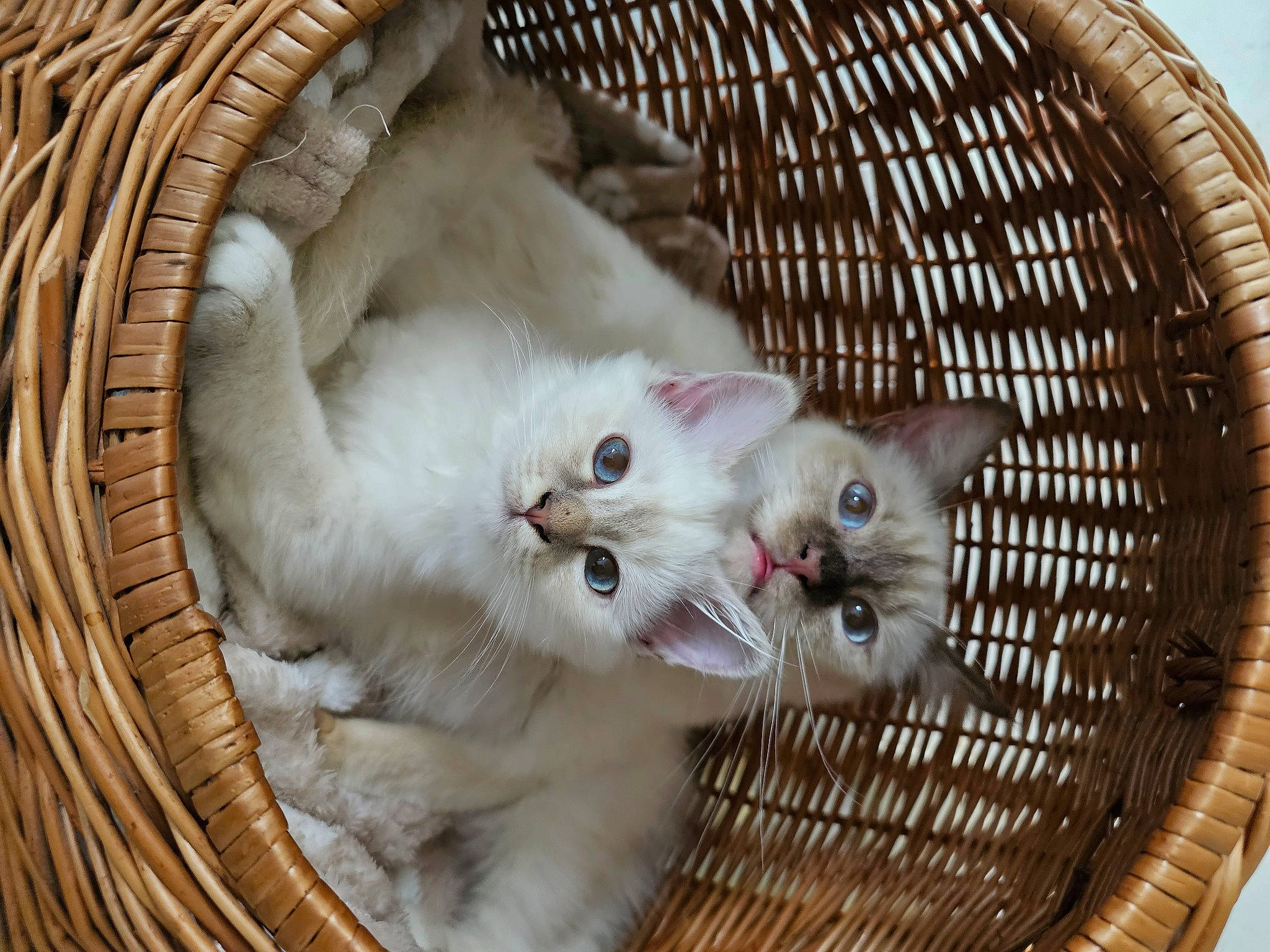 Taya participe au concours pour gagner de l'argent avec cette photo : animal_shelter, carnivore, cat, cat_supply, comfort, domestic_short_haired_cat, felidae, fur, mesh, paw, pet_supply, ragdoll, small_to_medium_sized_cats, snout, whiskers