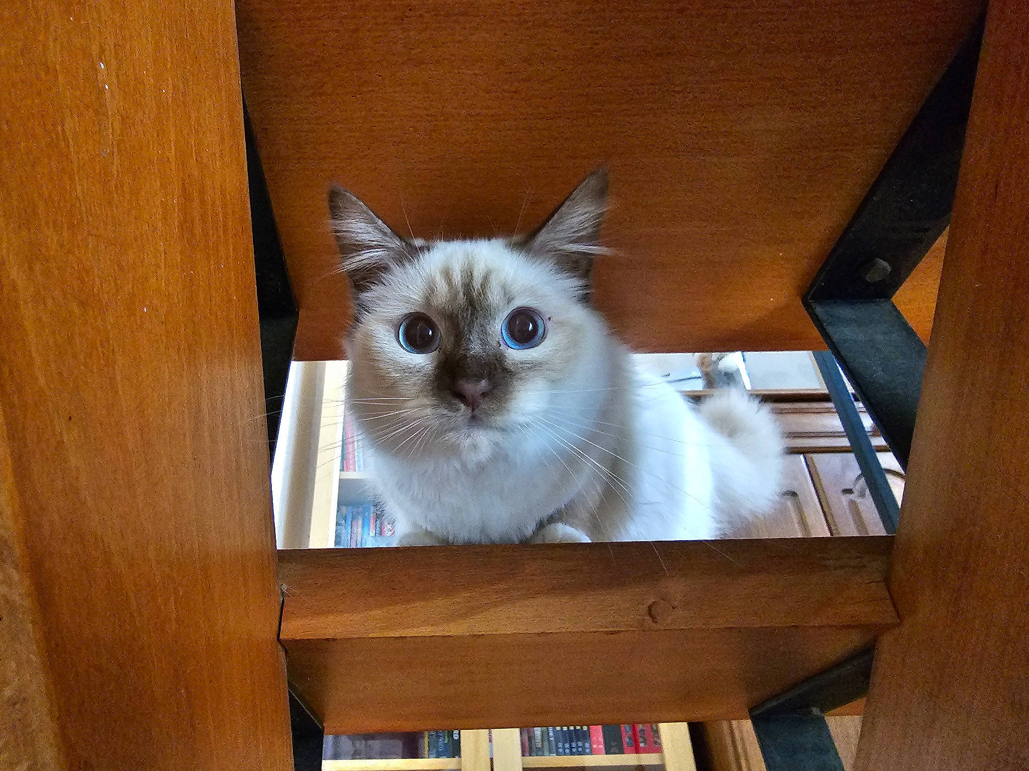 Taya a rejoint le concours — aidez-le/la à gagner de superbes lots ! balinese, box, carnivore, cat, chair, domestic_short_haired_cat, fawn, felidae, fur, hardwood, small_to_medium_sized_cats, snout, tail, whiskers, window, wood, wood_stain