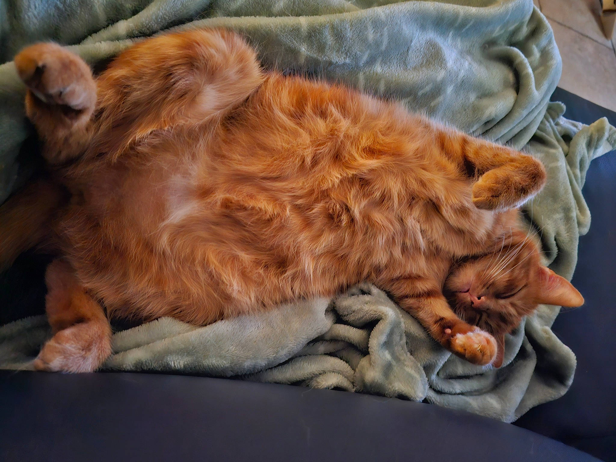 Shaka a rejoint le concours — aidez-le/la à gagner de superbes lots ! canidae, carnivore, cat, claw, comfort, companion_dog, dog_breed, felidae, fur, liver, nap, natural_material, paw, small_to_medium_sized_cats, snout, sporting_group, tail, terrestrial_animal, whiskers, wrinkle