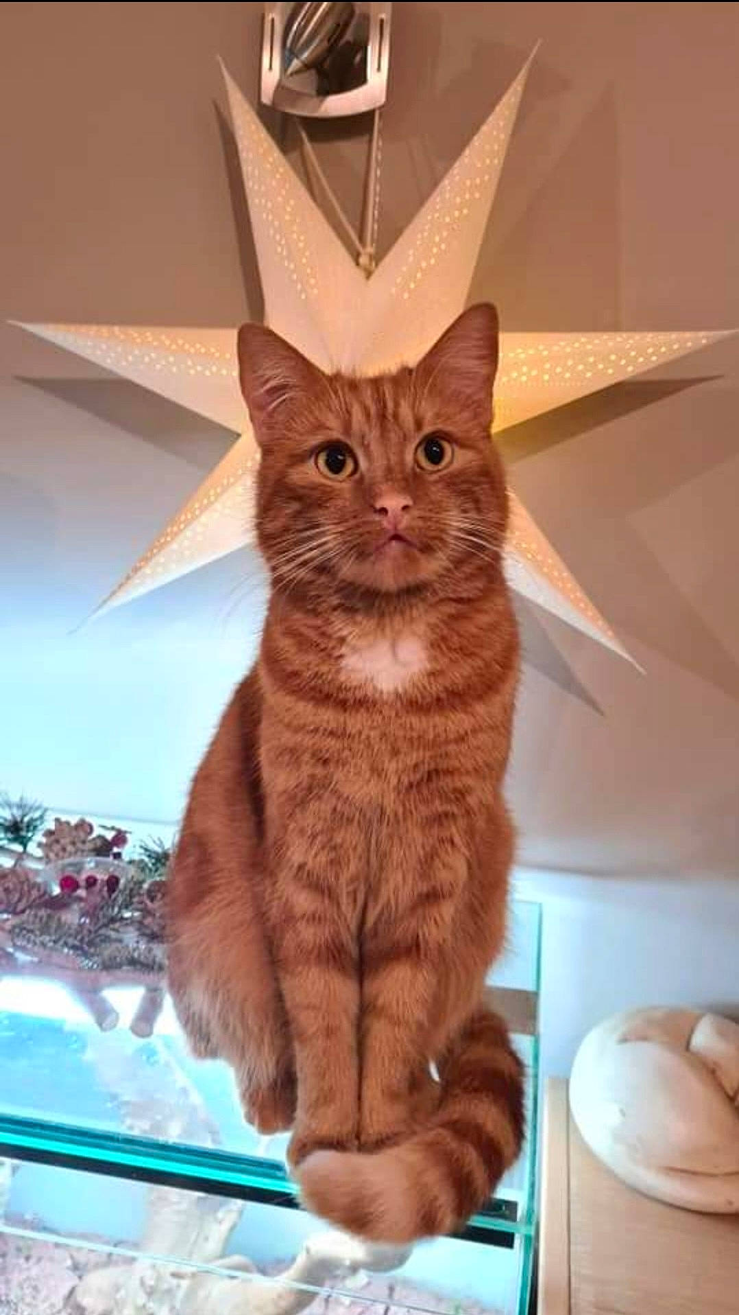 Shaka participe au concours pour gagner de l'argent avec cette photo : carnivore, cat, domestic_short_haired_cat, fawn, felidae, fur, paw, room, small_to_medium_sized_cats, snout, tail, whiskers, window, wood