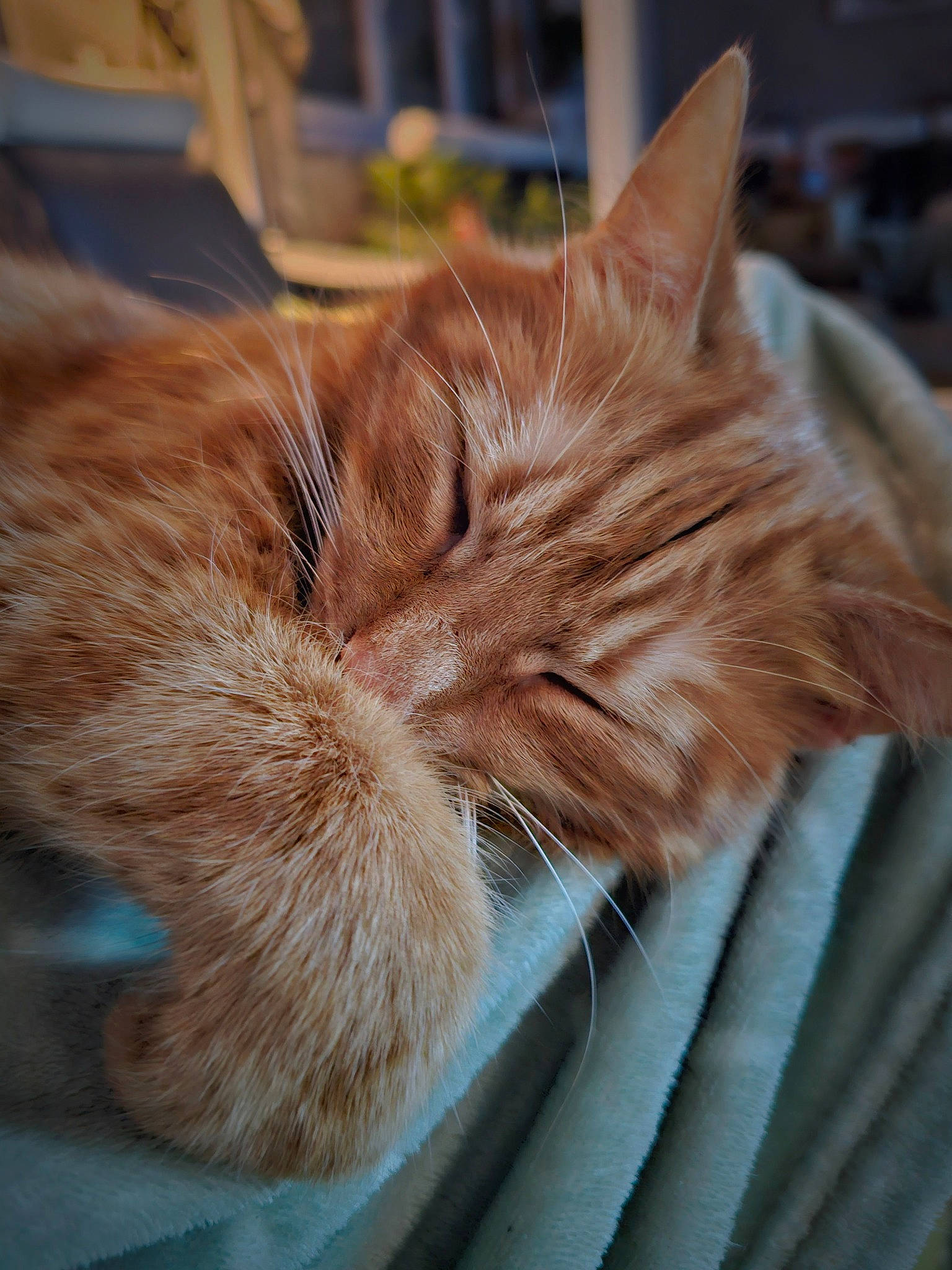 Shaka a rejoint le concours — aidez-le/la à gagner de superbes lots ! carnivore, cat, claw, comfort, domestic_short_haired_cat, electric_blue, fawn, felidae, fur, human_leg, nap, paw, sleep, small_to_medium_sized_cats, tail, whiskers