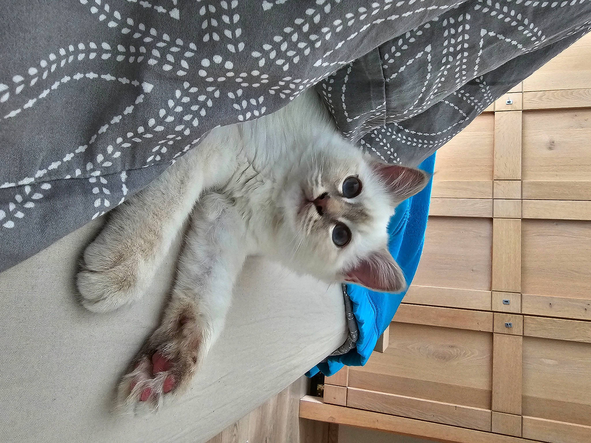 Tessa participe au concours pour gagner de l'argent avec cette photo : art, carnivore, cat, claw, domestic_short_haired_cat, electric_blue, embellishment, fashion_accessory, fawn, felidae, fur, linens, pattern, paw, small_to_medium_sized_cats, tail, whiskers, wood