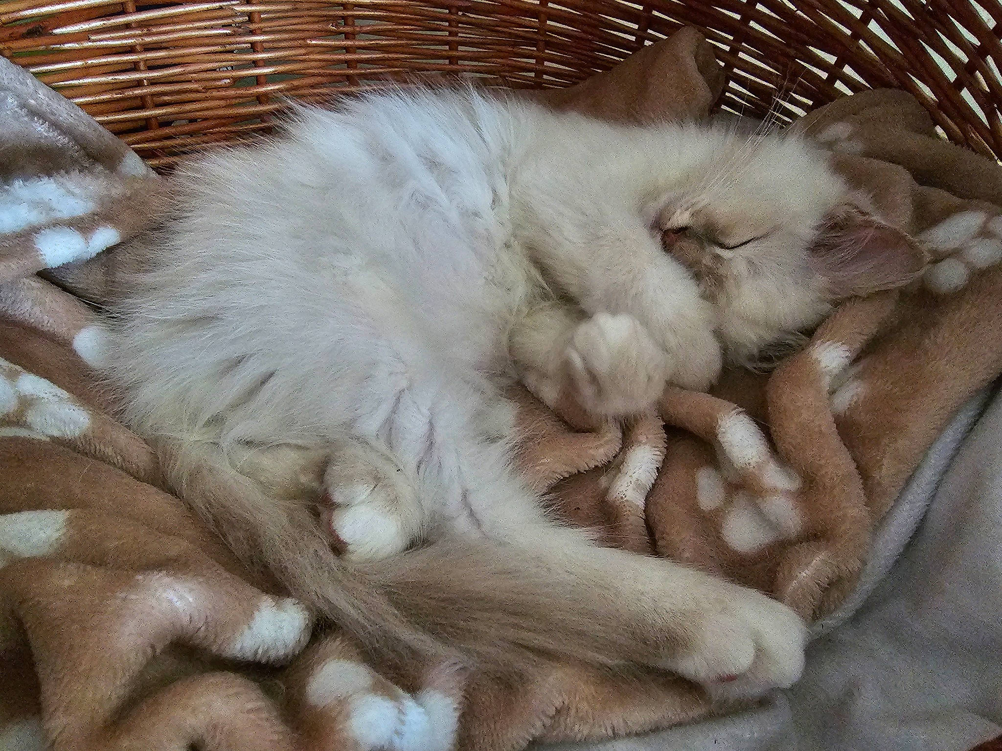 Tessa participe au concours pour gagner de l'argent avec cette photo : carnivore, cat, claw, comfort, felidae, fur, nap, paw, sleep, small_to_medium_sized_cats, tail, terrestrial_animal, whiskers