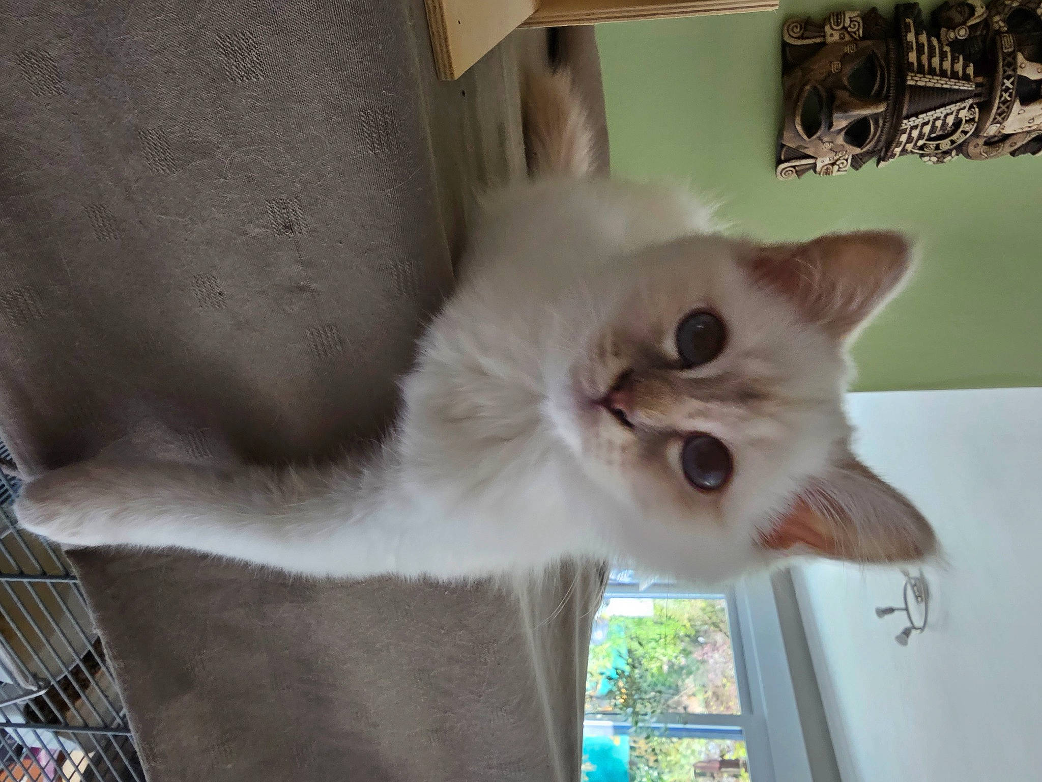 Tessa a rejoint le concours — aidez-le/la à gagner de superbes lots ! carnivore, cat, domestic_short_haired_cat, door, fawn, felidae, fur, plant, small_to_medium_sized_cats, snout, tail, tree, whiskers, window, wood