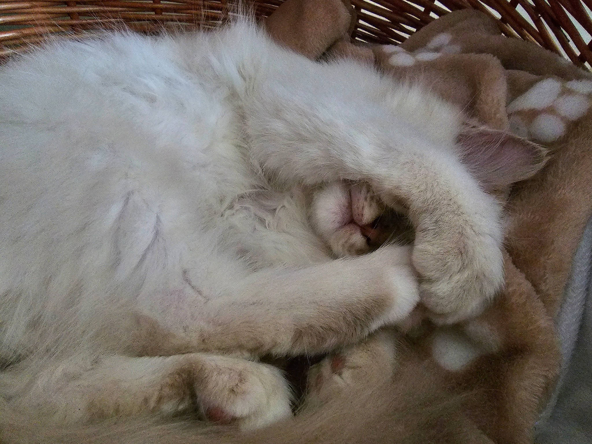 Tessa a rejoint le concours — aidez-le/la à gagner de superbes lots ! carnivore, cat, claw, comfort, domestic_short_haired_cat, fawn, felidae, fur, nap, paw, sleep, small_to_medium_sized_cats, snout, terrestrial_animal, whiskers