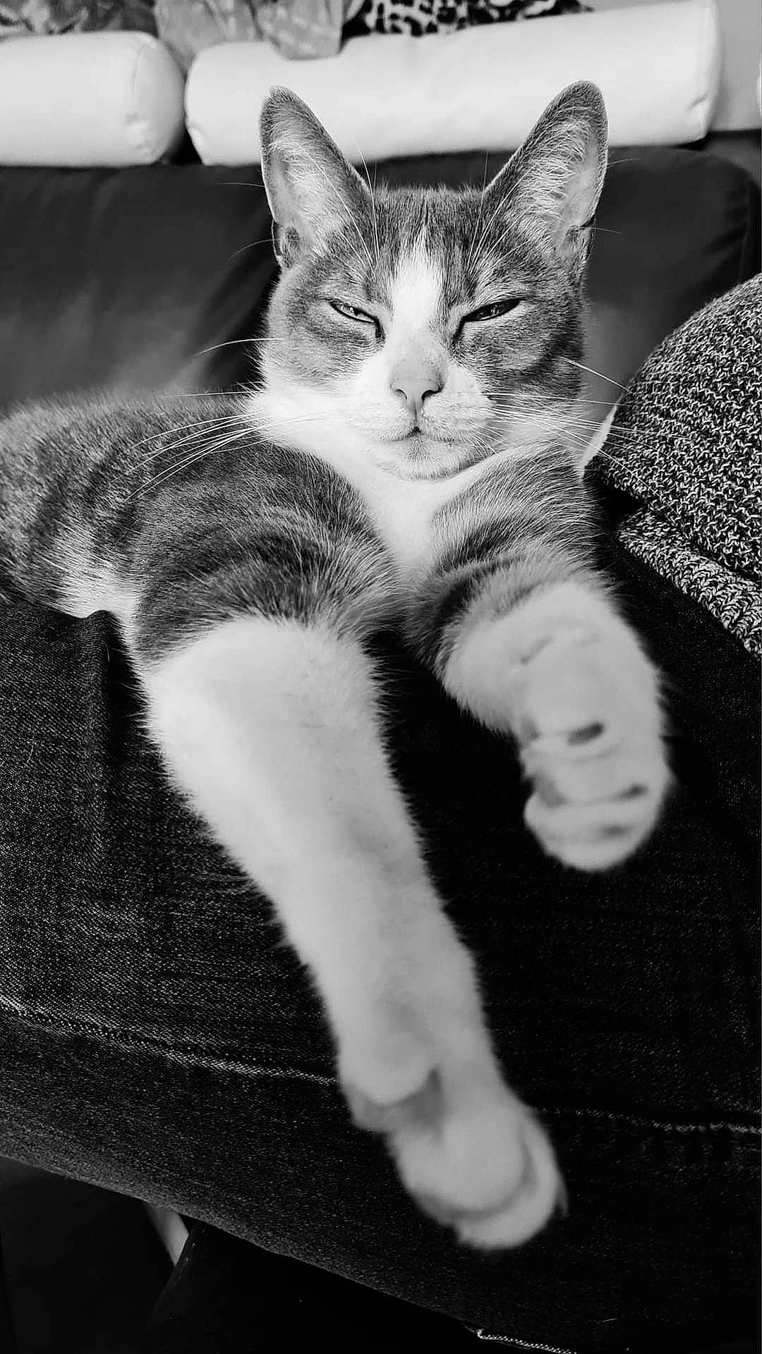 Pepsi participe au concours pour gagner de l'argent avec cette photo : black_and_white, carnivore, cat, claw, comfort, domestic_short_haired_cat, felidae, foot, fur, gesture, grey, leg, monochrome, monochrome_photography, paw, small_to_medium_sized_cats, snout, style, tail, whiskers