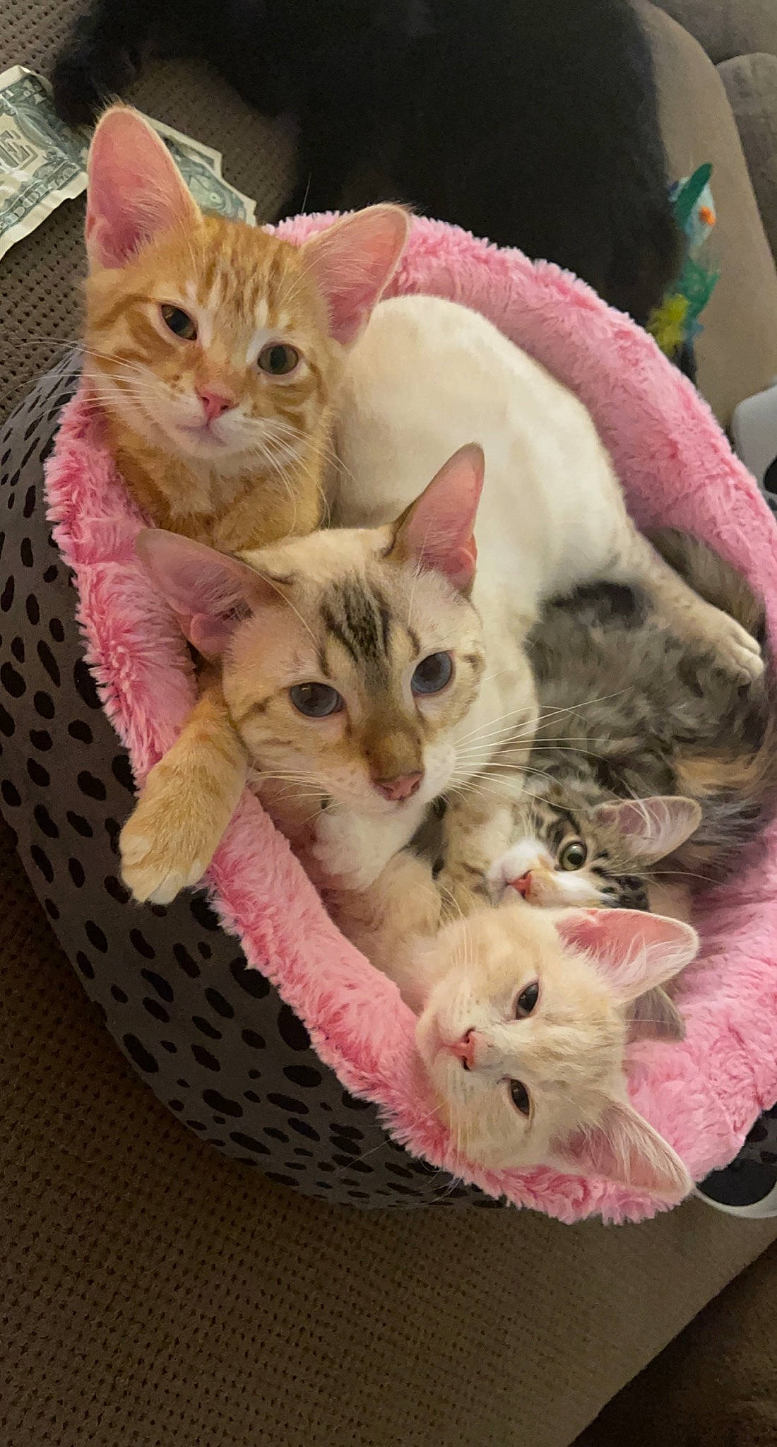 Felix joined the competition — help win amazing prizes! basket, carnivore, cat, cat_supply, claw, comfort, domestic_short_haired_cat, fawn, felidae, fur, mammal, paw, pet_supply, photo_caption, pink, plant, small_to_medium_sized_cats, tail, vertebrate, whiskers