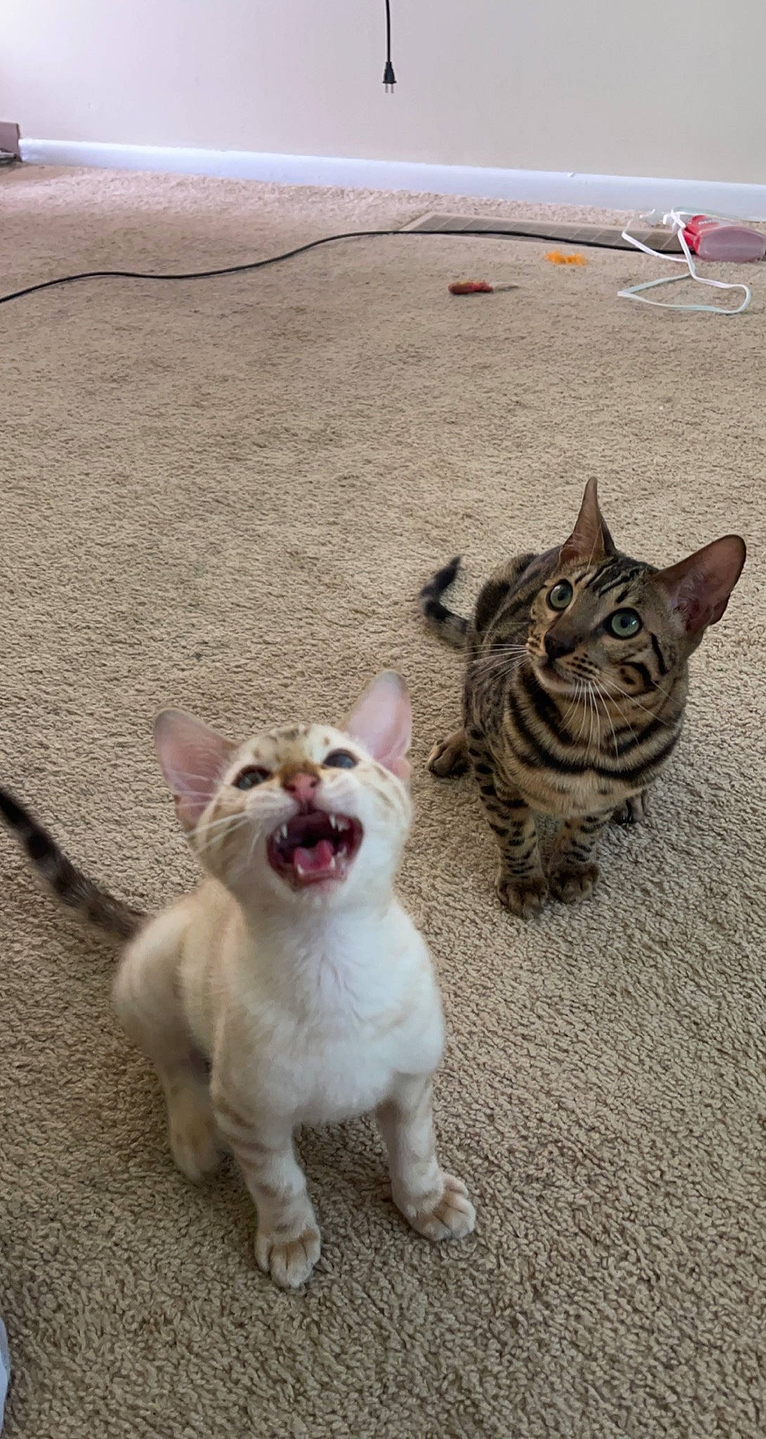 Felix joined the competition — help win amazing prizes! asphalt, carnivore, cat, companion_dog, dog_breed, domestic_short_haired_cat, fawn, felidae, fur, grass, grey, mammal, photograph, road_surface, sand, small_to_medium_sized_cats, snout, tail, terrestrial_animal, whiskers