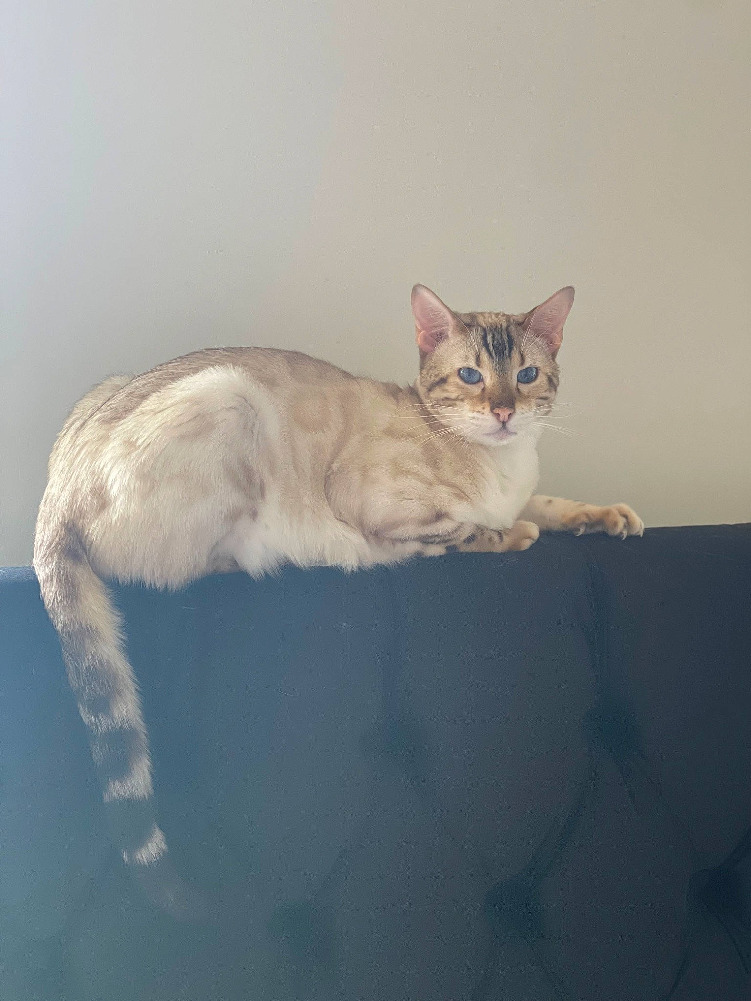 Felix joined the competition — help win amazing prizes! carnivore, cat, claw, comfort, domestic_short_haired_cat, fawn, felidae, fur, paw, pet_supply, sitting, small_to_medium_sized_cats, snout, tail, terrestrial_animal, whiskers, window, wood