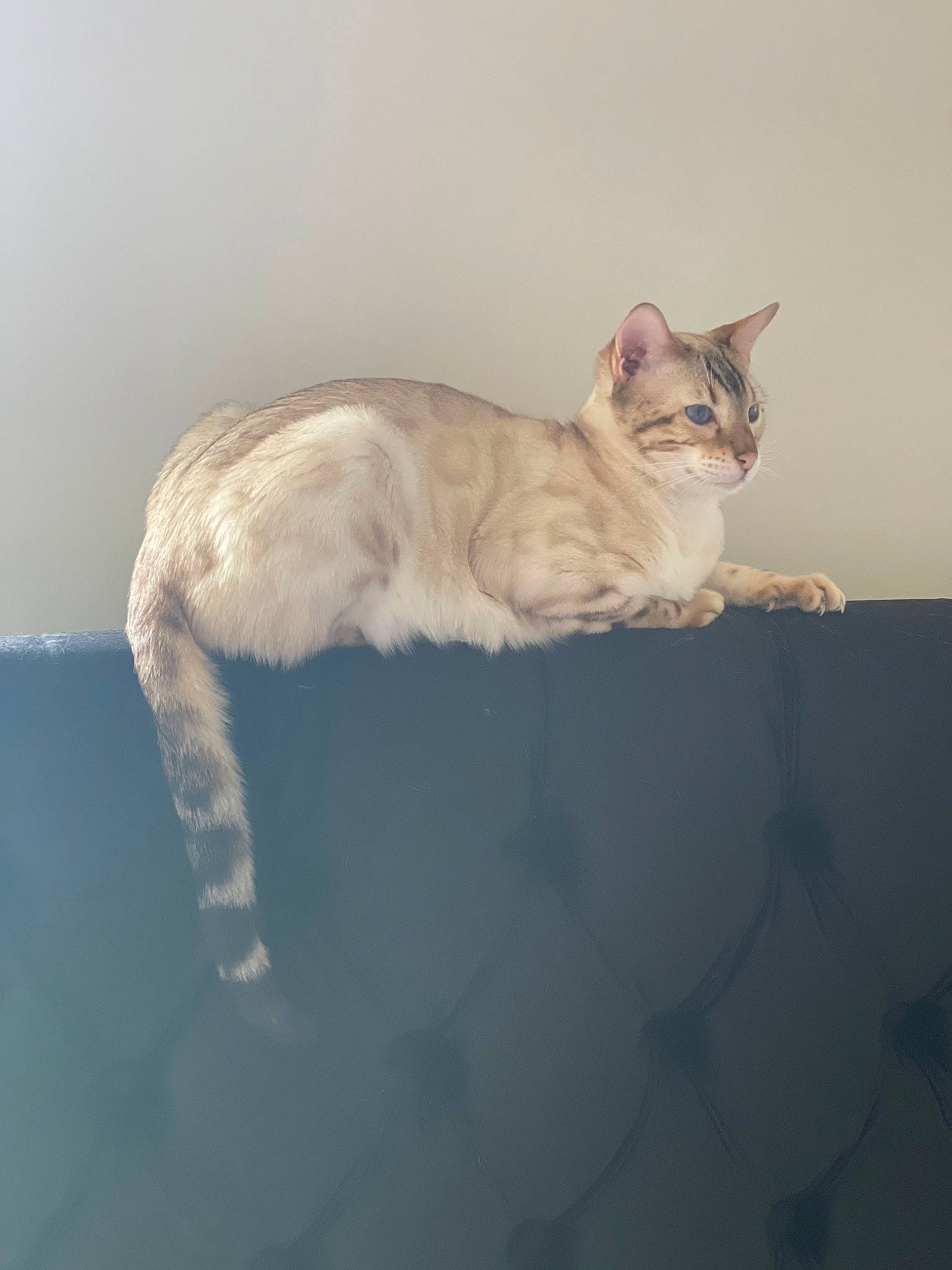 Felix is registered to the contest to win money with this photo: carnivore, cat, claw, comfort, domestic_short_haired_cat, eye, fawn, felidae, fur, maine_coon, paw, sitting, small_to_medium_sized_cats, snout, tail, terrestrial_animal, whiskers, window, wood