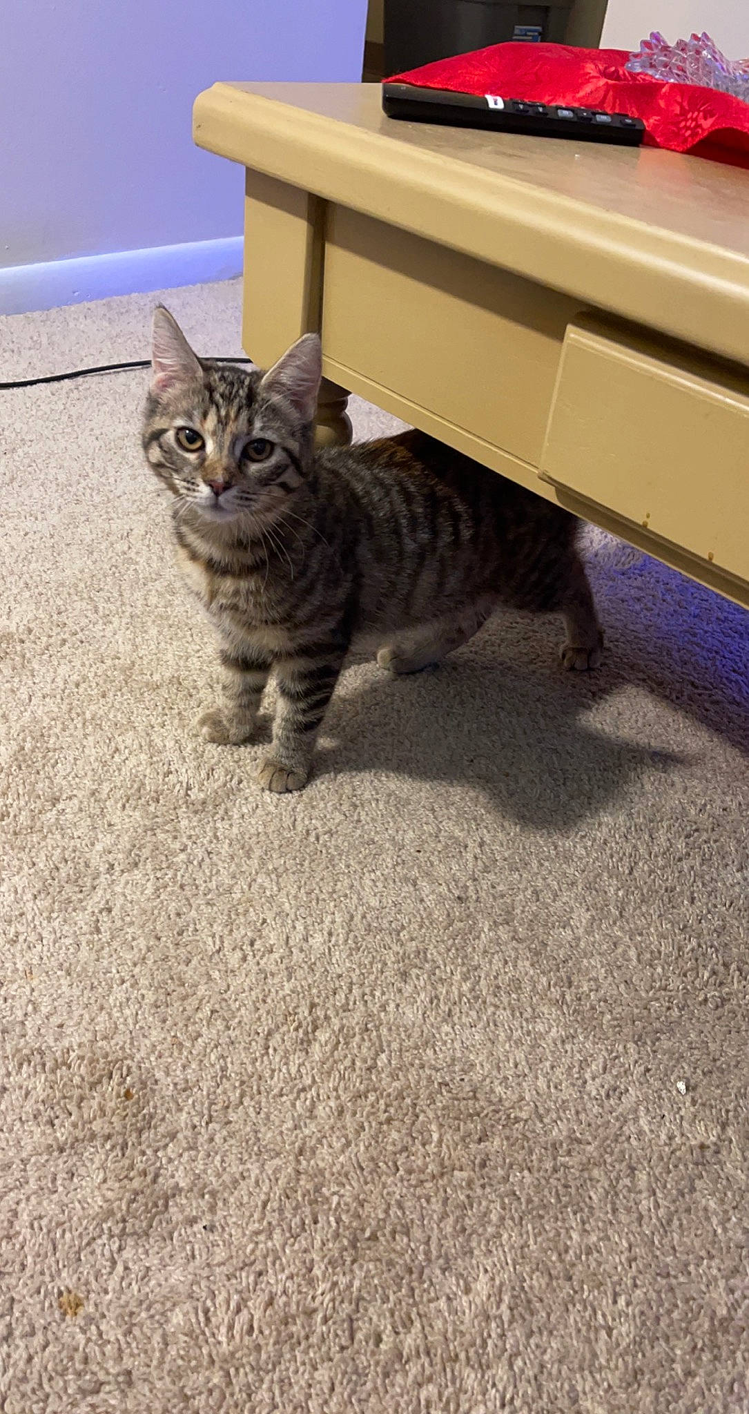 Stormi joined the competition — help win amazing prizes! asphalt, carnivore, cat, desk, domestic_short_haired_cat, felidae, floor, flooring, fur, grass, grey, hardwood, paw, road_surface, small_to_medium_sized_cats, table, tail, terrestrial_animal, whiskers, wood