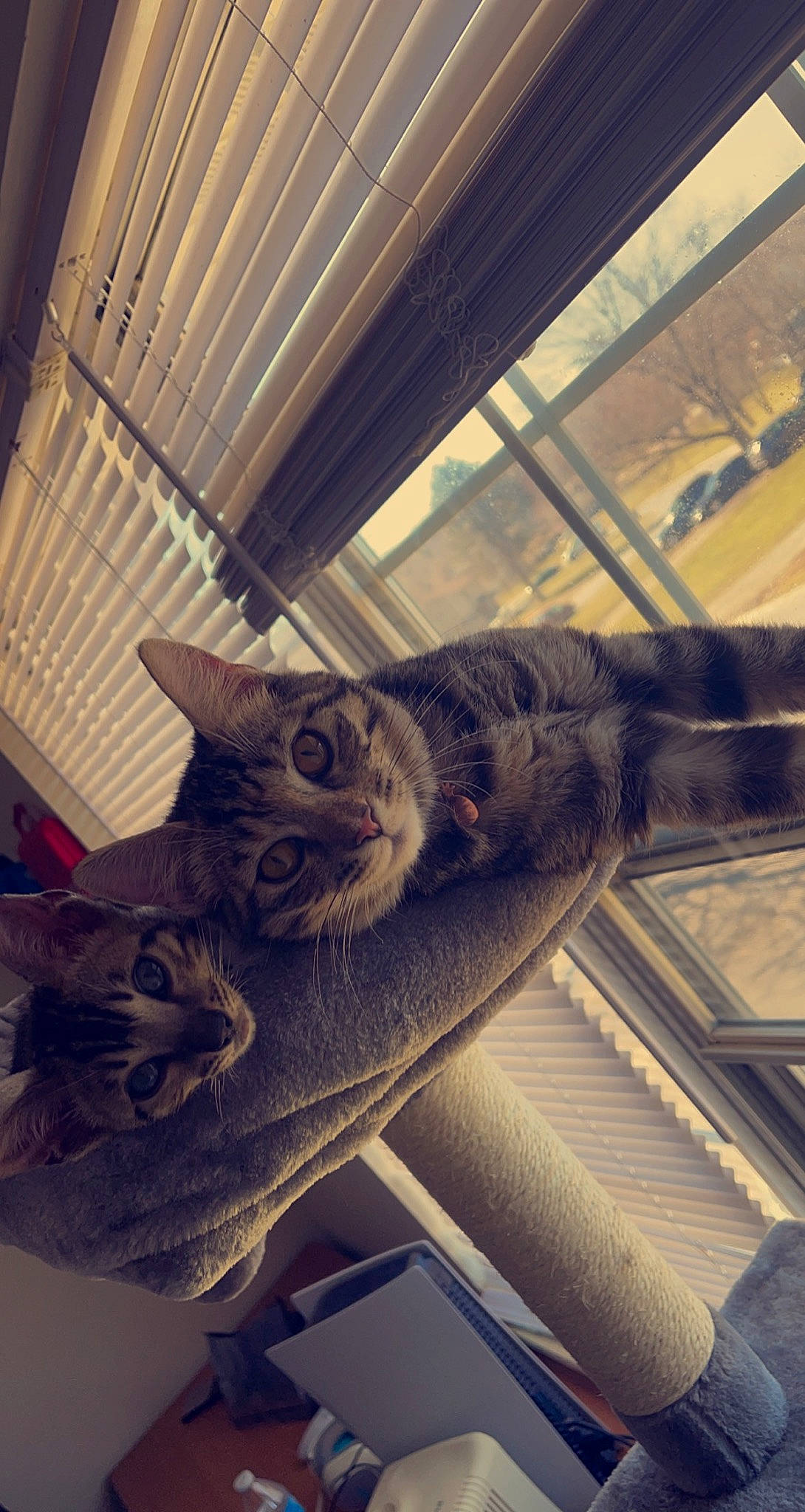 Stormi is registered to the contest to win money with this photo: carnivore, cat, ceiling, cloud, comfort, domestic_short_haired_cat, felidae, fur, grey, house, metal, sky, small_to_medium_sized_cats, snout, square, tail, tints_and_shades, whiskers, window, wood