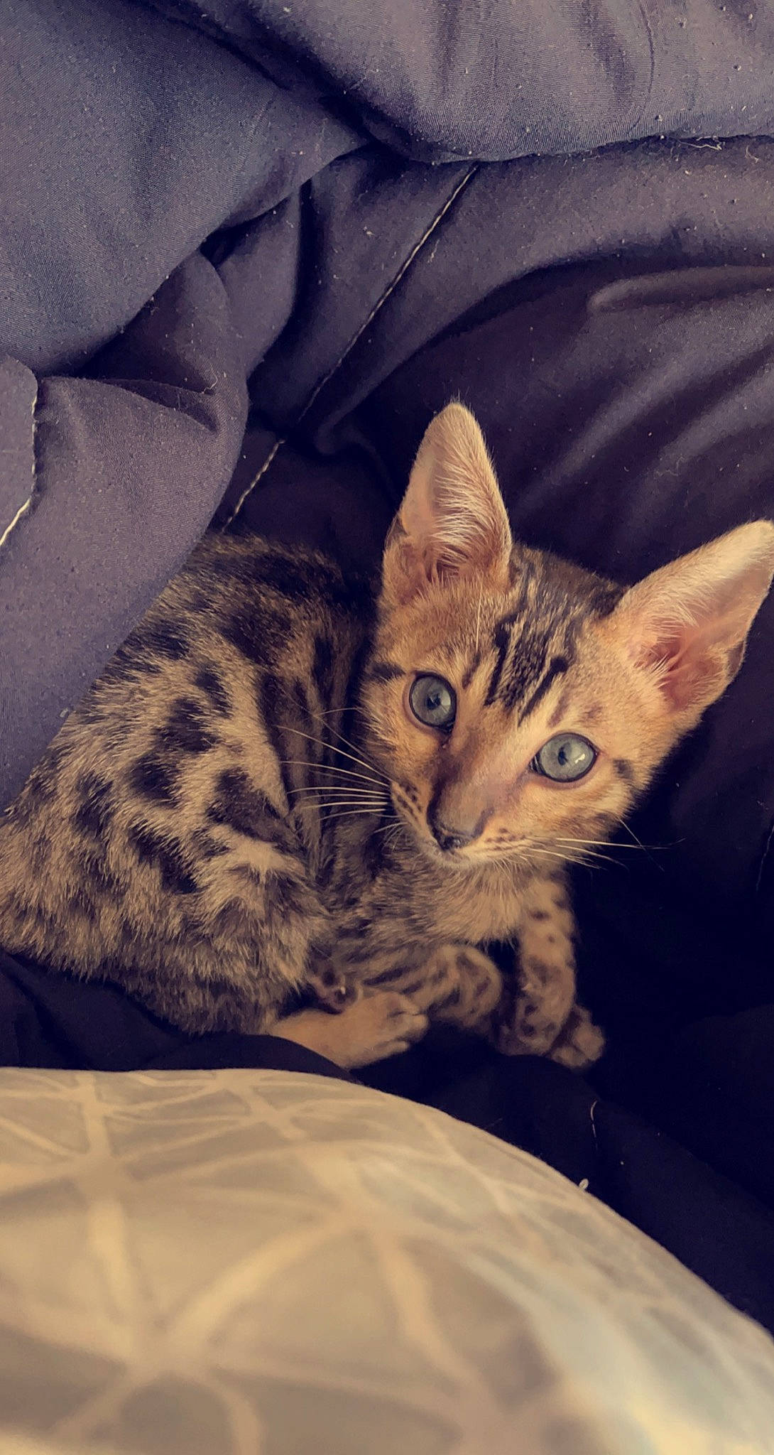 Niko joined the competition — help win amazing prizes! carnivore, cat, cloud, comfort, domestic_short_haired_cat, felidae, fur, linens, mammal, mountain, paw, sitting, sky, small_to_medium_sized_cats, snout, square, tail, vertebrate, whiskers, wildlife