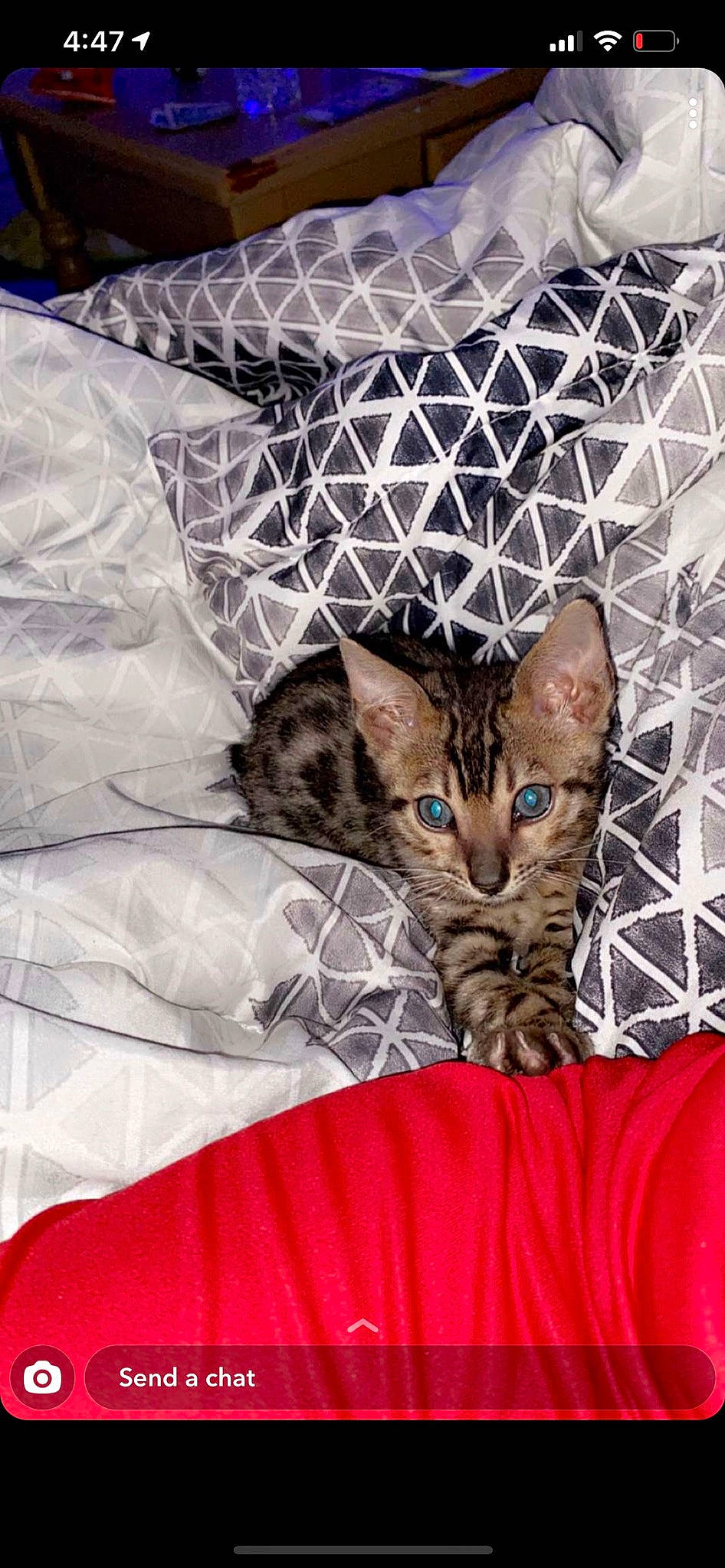 Niko is registered to the contest to win money with this photo: bed, carnivore, cat, cat_supply, claw, comfort, domestic_short_haired_cat, fawn, felidae, fur, linens, mammal, pattern, pet_supply, small_to_medium_sized_cats, snout, tail, vertebrate, whiskers, wildlife