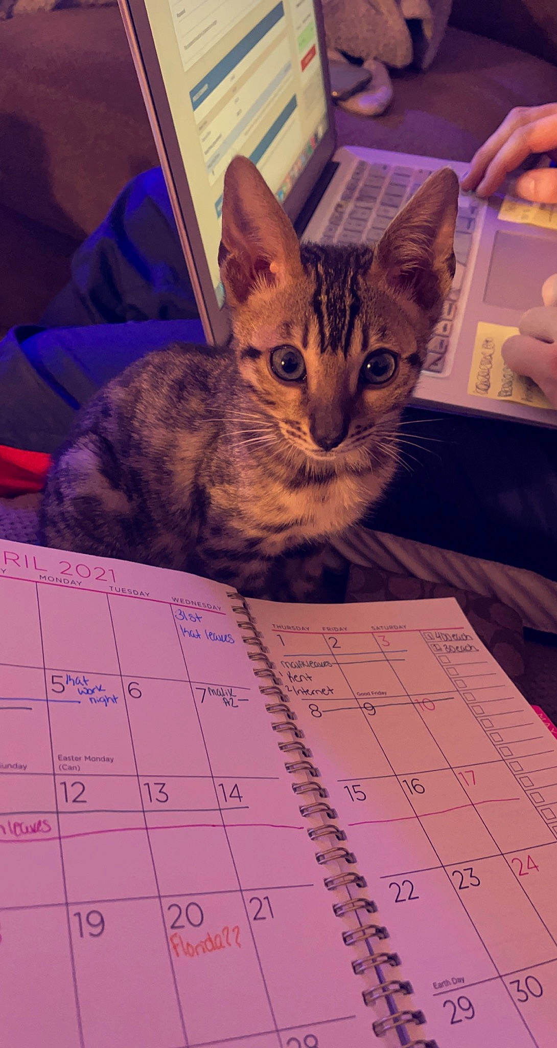 Niko is registered to the contest to win money with this photo: calendar, carnivore, cat, domestic_short_haired_cat, felidae, font, fur, handwriting, laptop, office_supplies, paper, paw, photography, small_to_medium_sized_cats, snapshot, square, stationery, whiskers