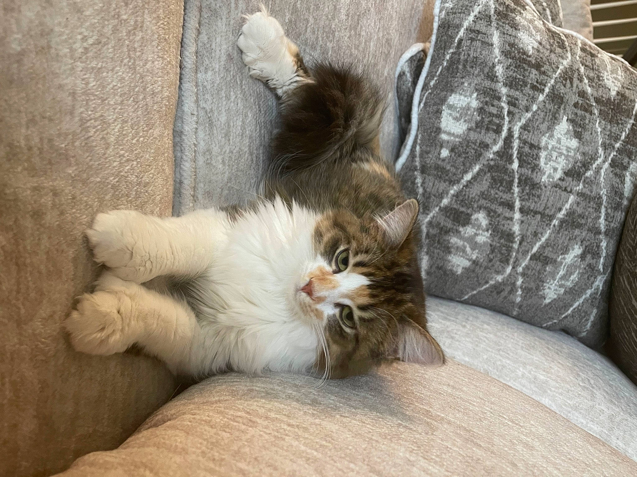 Pebbles is registered to the contest to win money with this photo: carnivore, cat, claw, comfort, companion_dog, couch, domestic_short_haired_cat, fawn, felidae, flooring, fur, human_leg, nap, paw, sitting, small_to_medium_sized_cats, tail, terrestrial_animal, whiskers, wood