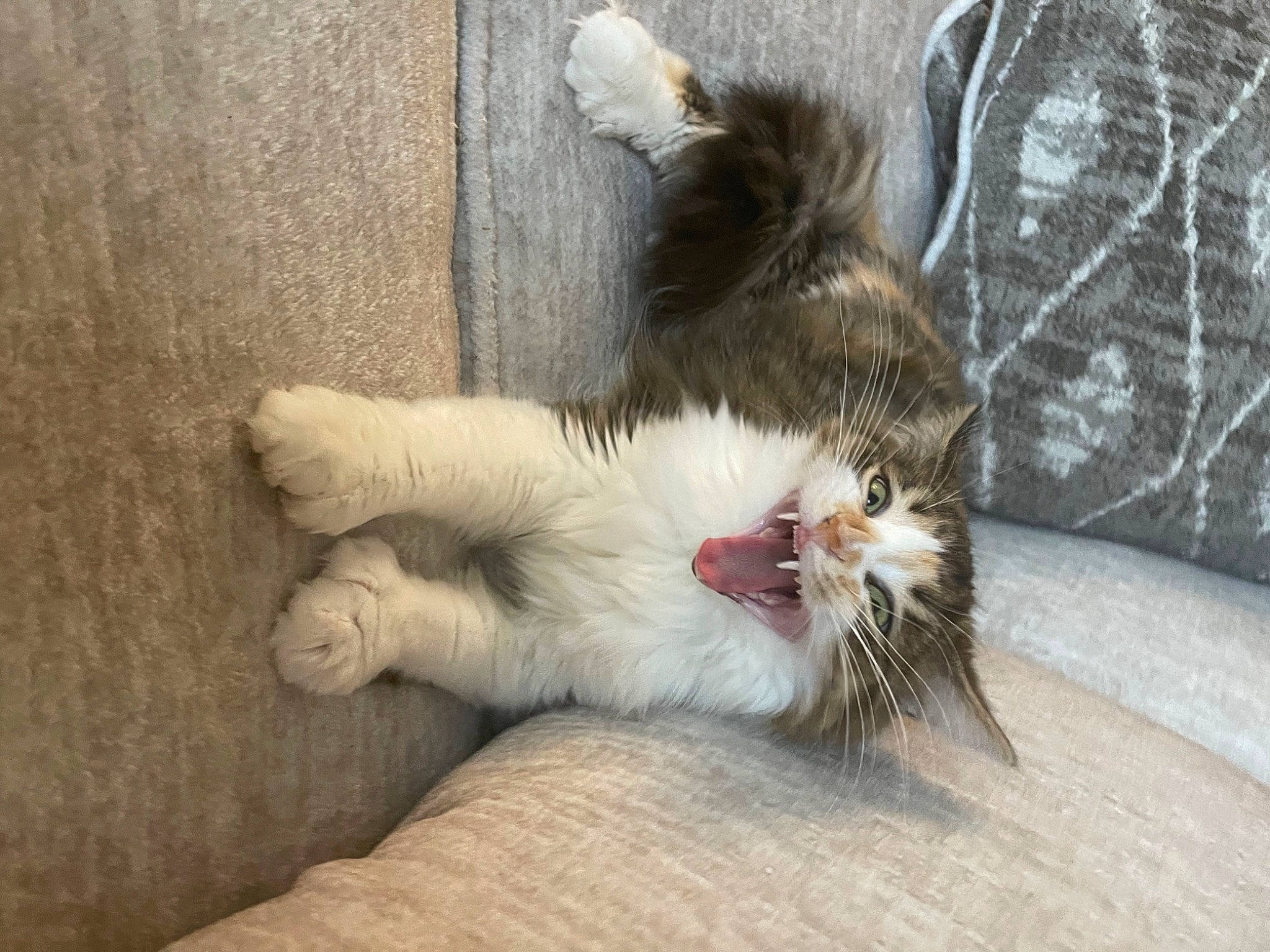 Pebbles joined the competition — help win amazing prizes! carnivore, cat, claw, comfort, domestic_short_haired_cat, eye, fang, fawn, felidae, foot, fur, paw, small_to_medium_sized_cats, snout, tail, terrestrial_animal, toe, whiskers, wildlife, yawn