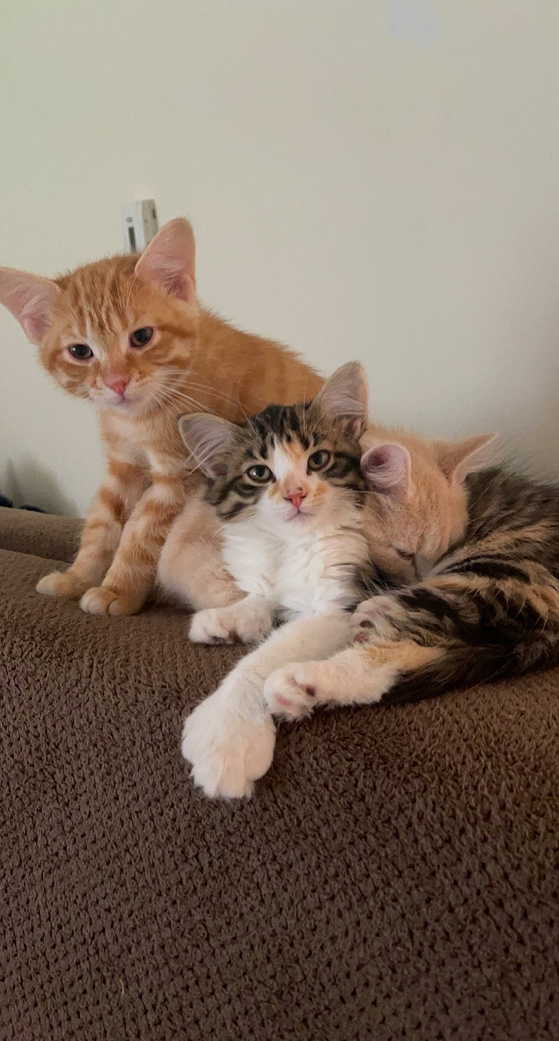 Pebbles joined the competition — help win amazing prizes! carnivore, cat, claw, comfort, domestic_short_haired_cat, fawn, felidae, foot, fur, paw, sitting, small_to_medium_sized_cats, snout, tail, whiskers