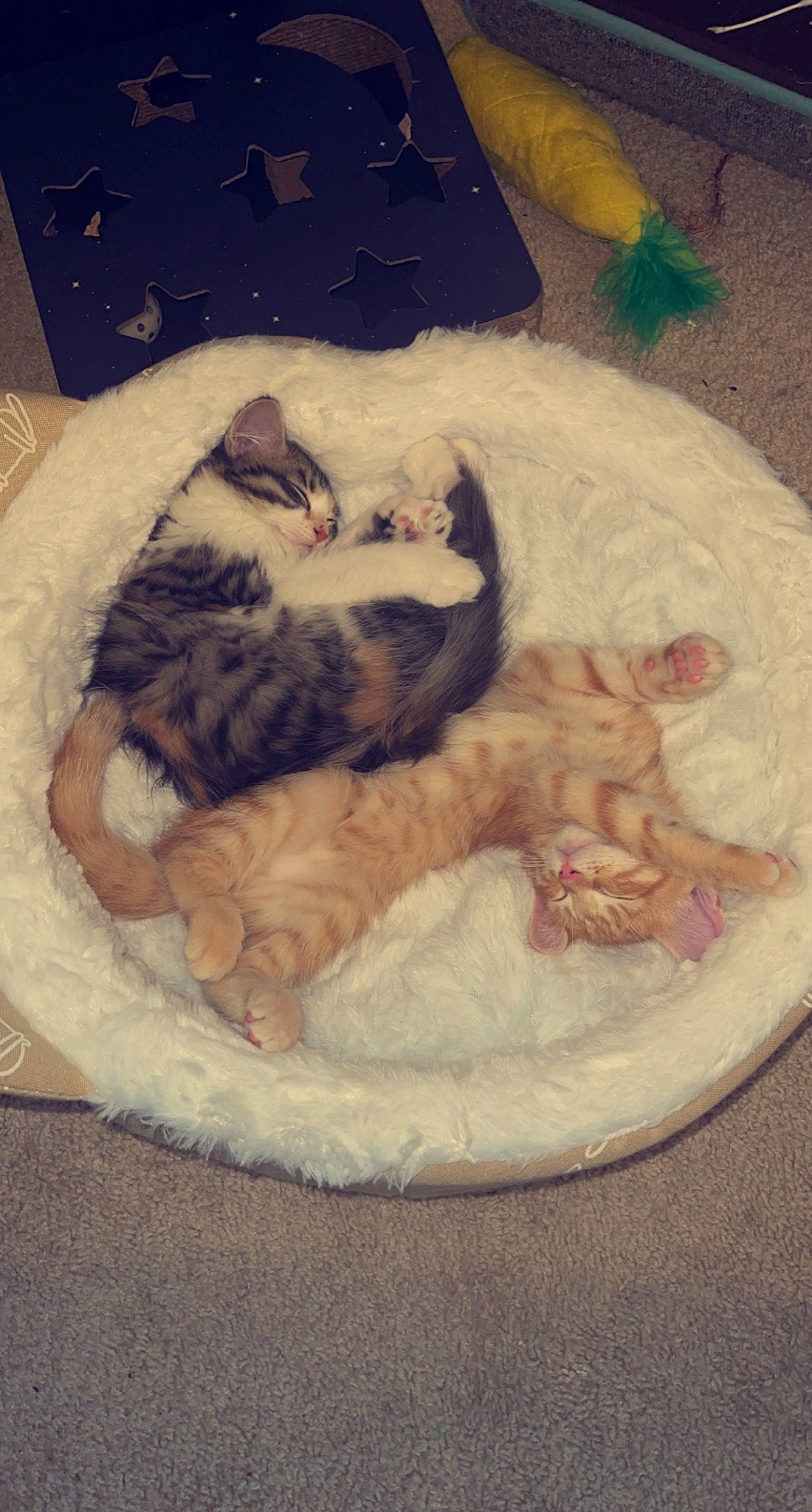 Pebbles is registered to the contest to win money with this photo: canidae, carnivore, cat, cat_bed, cloud, comfort, companion_dog, dog_bed, dog_breed, fawn, felidae, fur, linens, mammal, paw, small_to_medium_sized_cats, snout, sporting_group, tail, whiskers