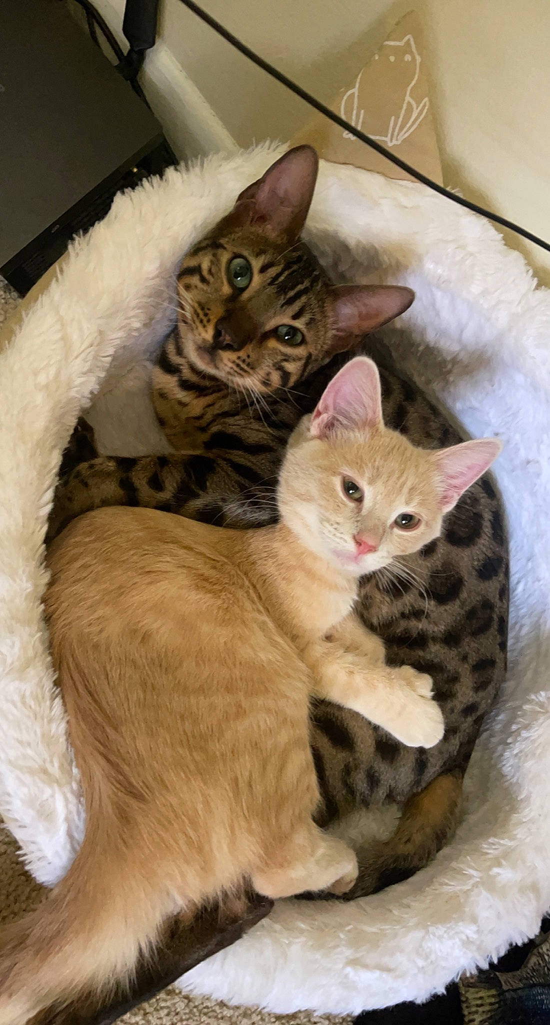 Peaches is registered to the contest to win money with this photo: box, carnivore, cat, cat_furniture, cat_supply, claw, comfort, domestic_short_haired_cat, fawn, felidae, fur, paw, pet_supply, small_to_medium_sized_cats, snout, tail, whiskers