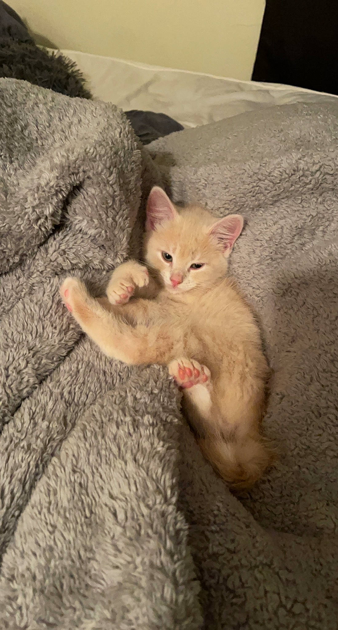 Peaches is registered to the contest to win money with this photo: carnivore, cat, claw, comfort, domestic_short_haired_cat, fawn, felidae, fur, gesture, paw, small_to_medium_sized_cats, snout, tail, terrestrial_animal, whiskers