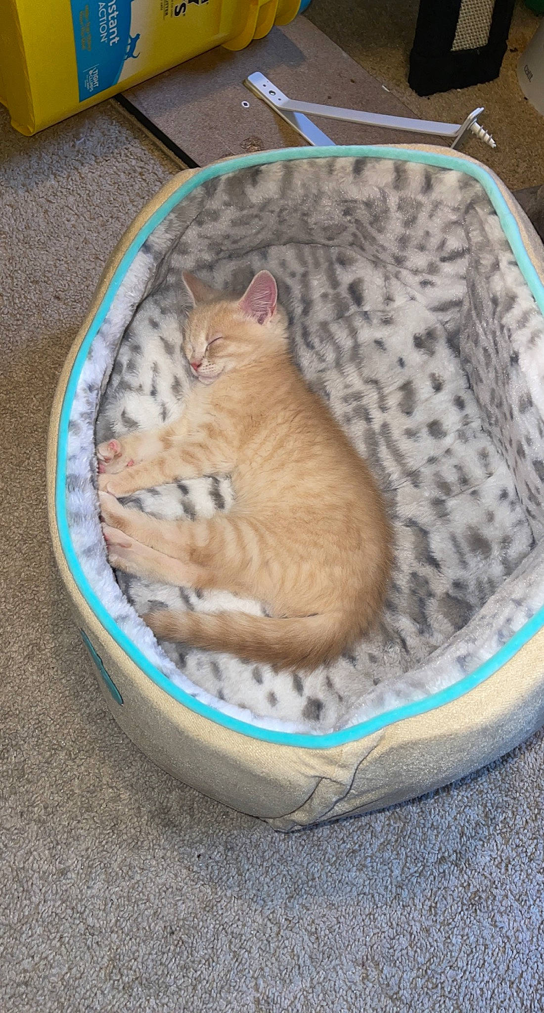 Peaches is registered to the contest to win money with this photo: canidae, carnivore, cat, cat_bed, cat_supply, comfort, domestic_short_haired_cat, fawn, felidae, fur, grass, nap, paw, pet_supply, small_to_medium_sized_cats, sporting_group, tail, whiskers