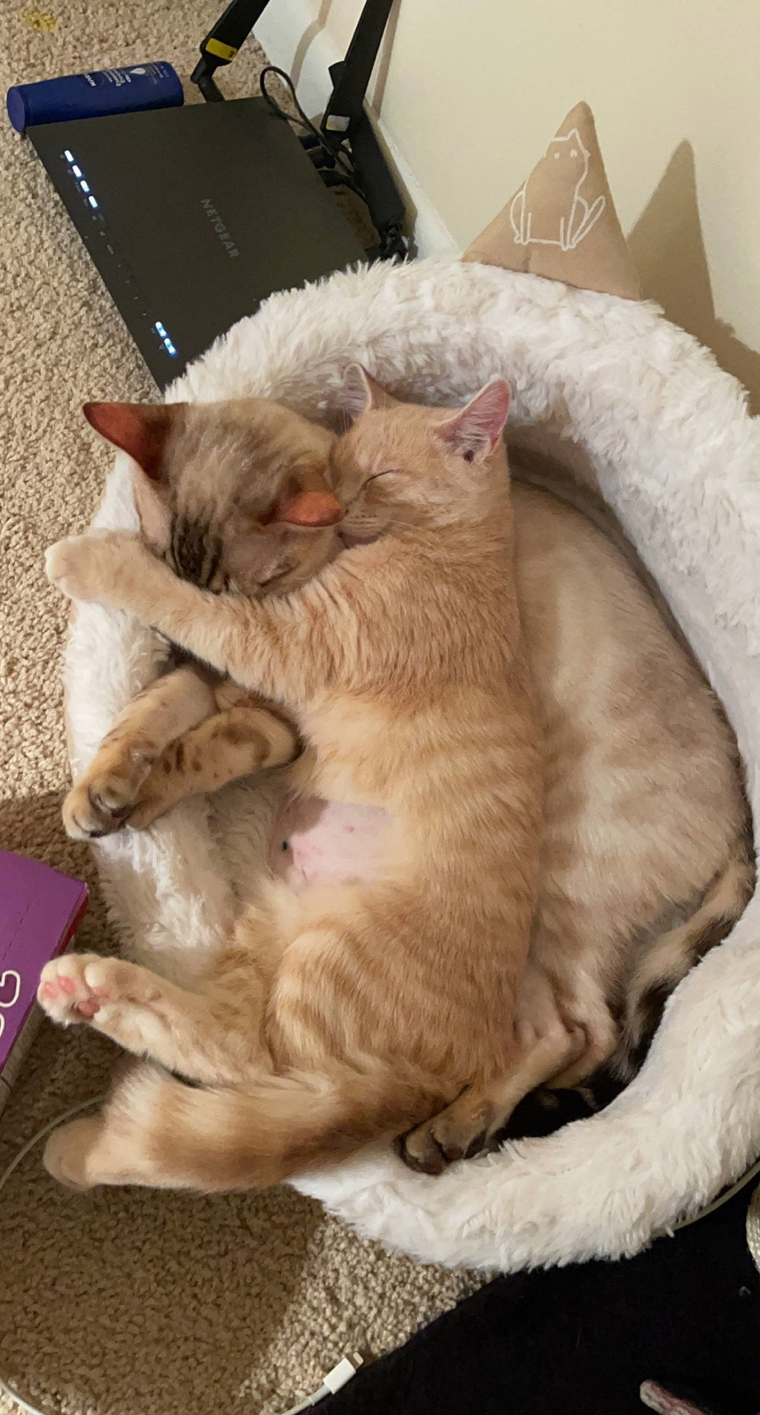 Peaches joined the competition — help win amazing prizes! carnivore, cat, cat_bed, cat_supply, claw, comfort, domestic_short_haired_cat, fawn, felidae, fur, linens, nap, paw, sleep, small_to_medium_sized_cats, whiskers