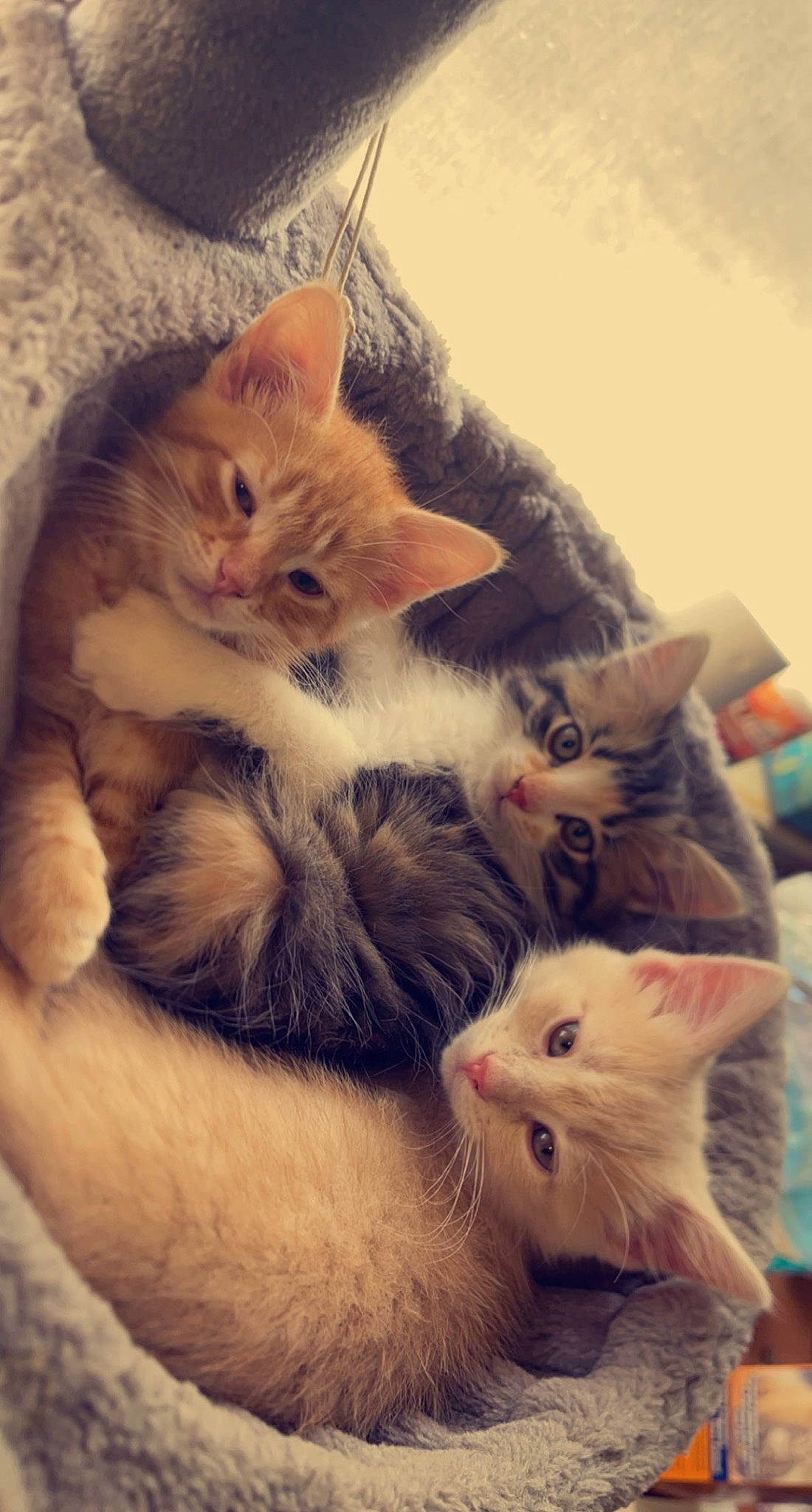 Gingy is registered to the contest to win money with this photo: box, carnivore, cat, cloud, comfort, ear, fawn, felidae, fur, lap, mammal, morning, paw, sky, small_to_medium_sized_cats, snout, tail, tree, vertebrate, whiskers